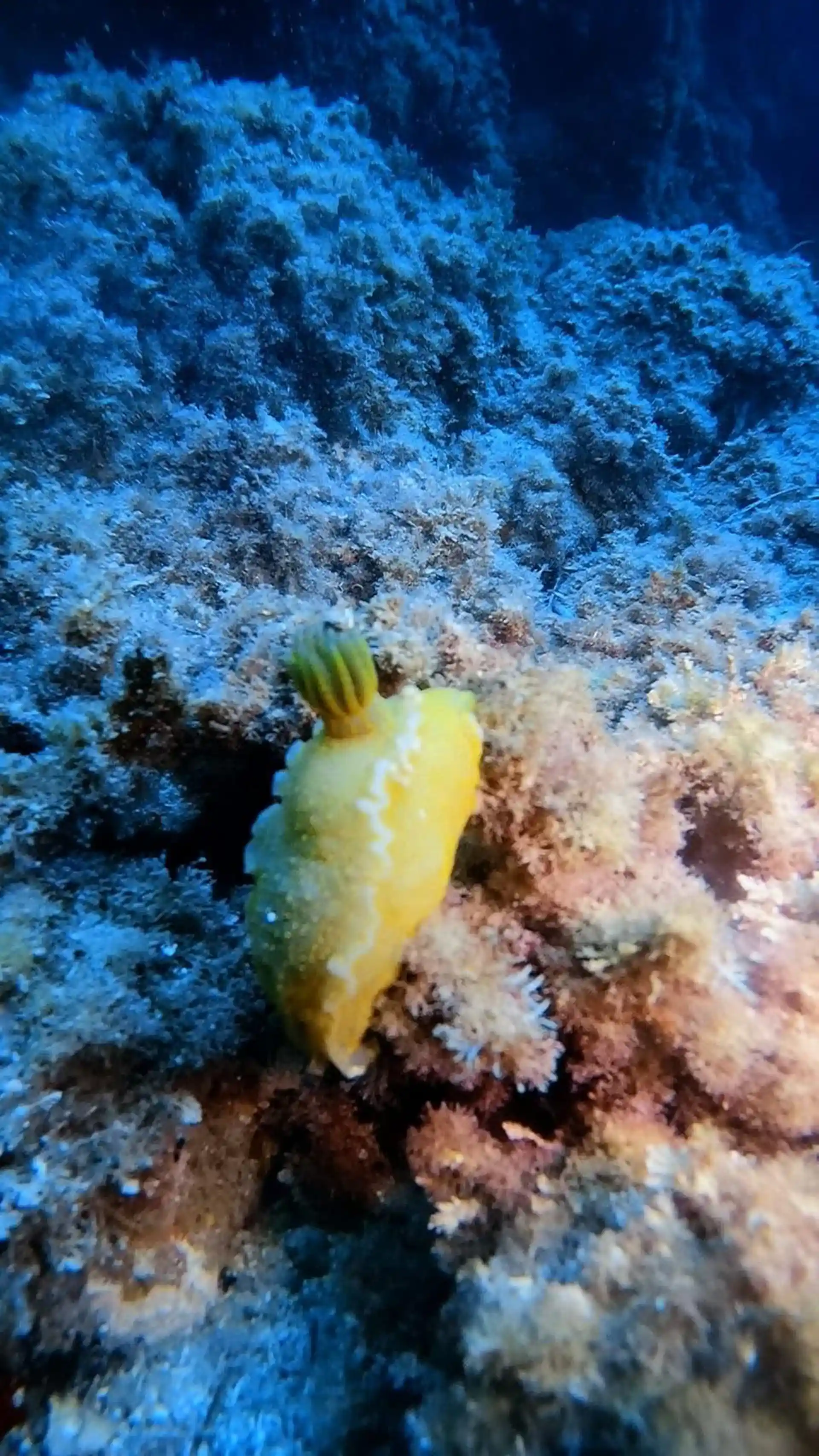 Dive site photo