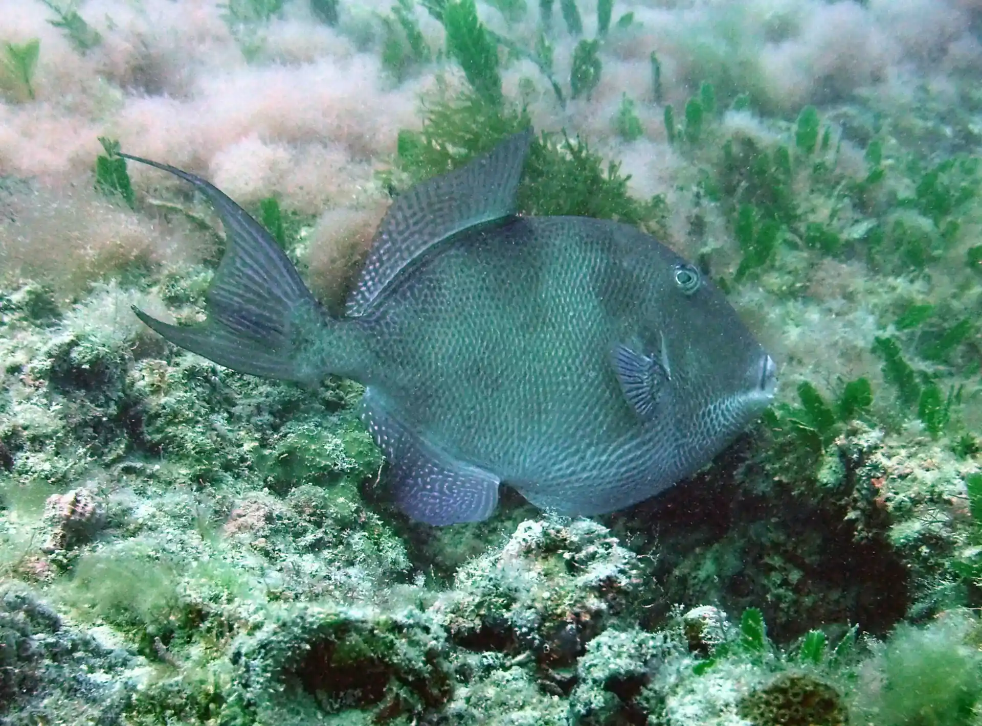 Dive site photo