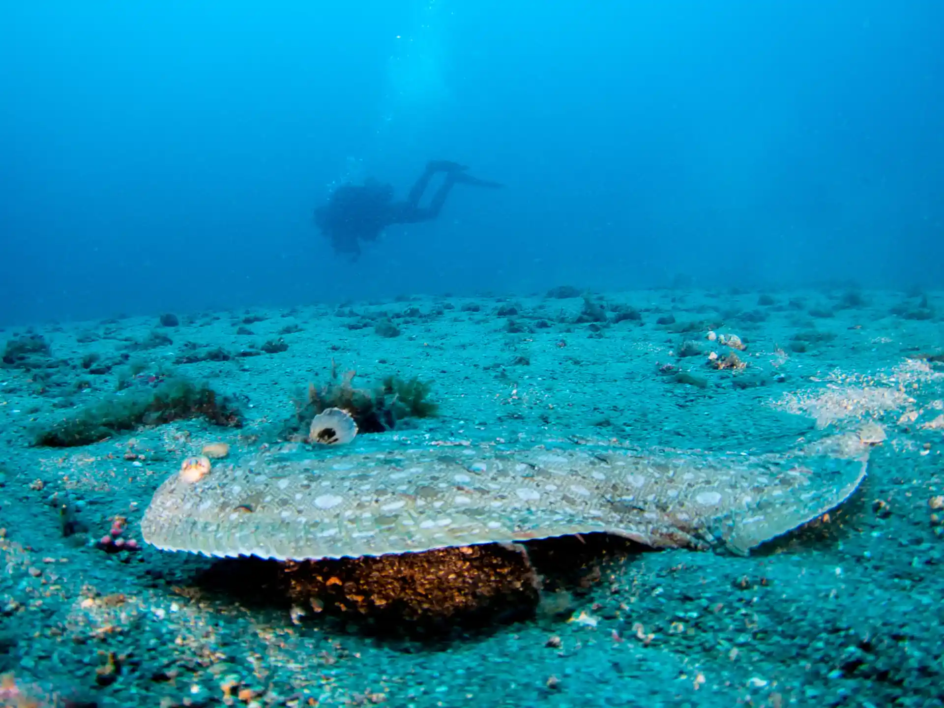 Dive shop photo