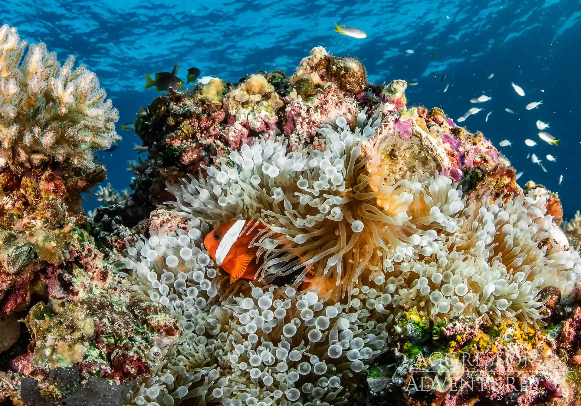 Dive shop photo