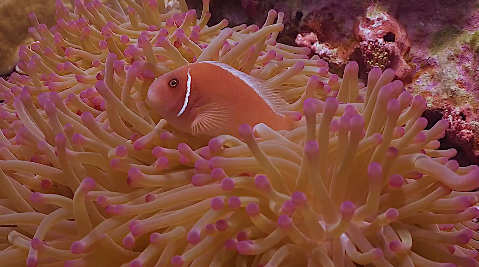 Dive site photo