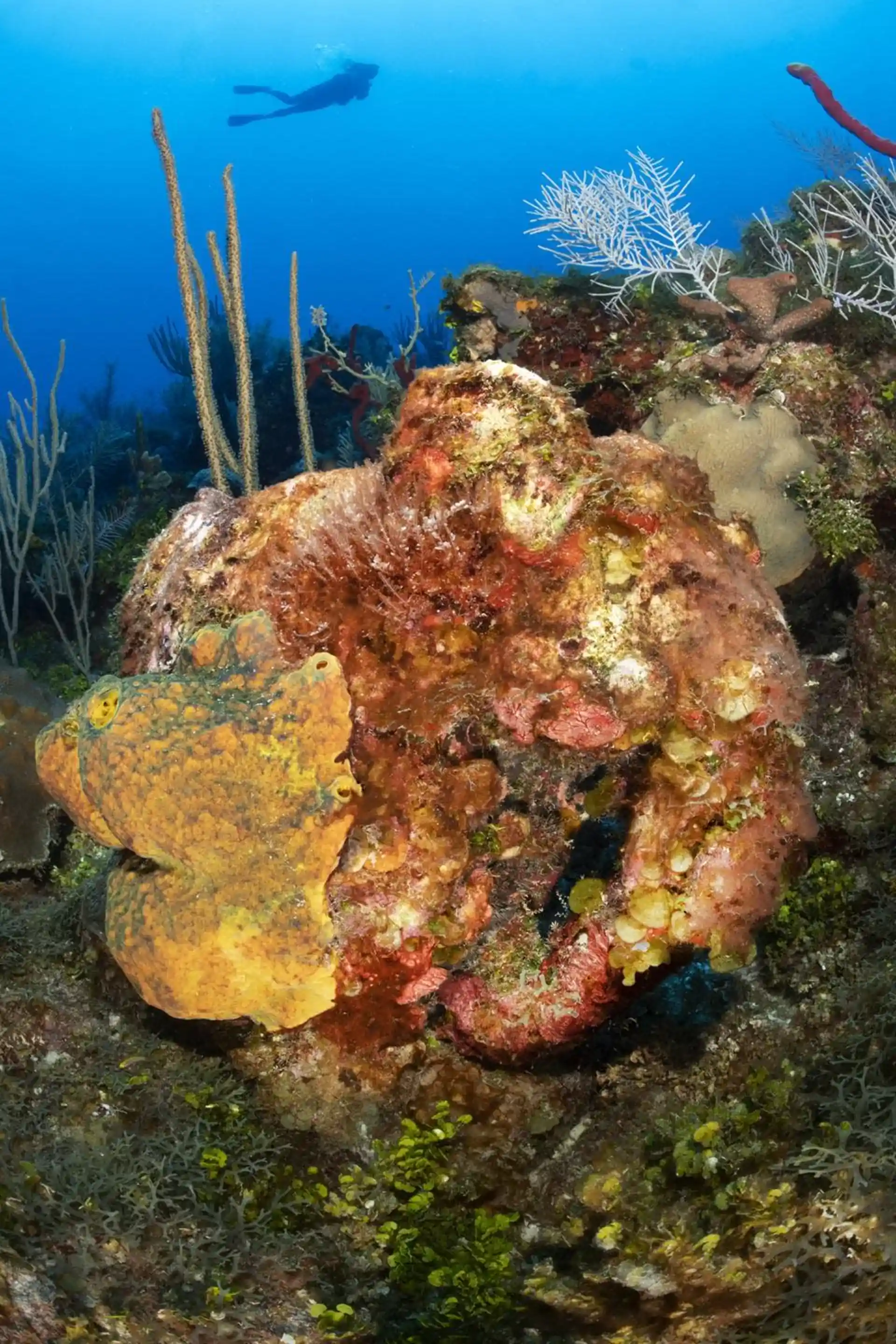 Dive site photo