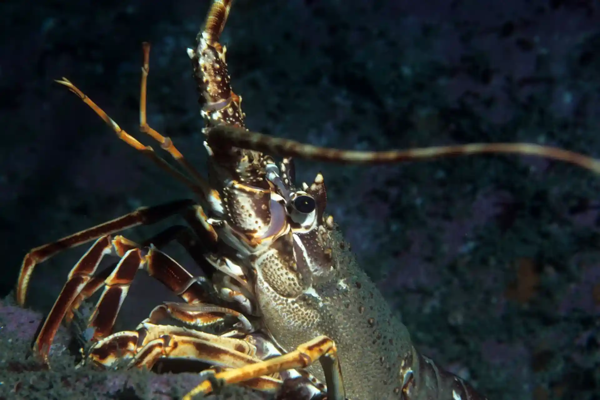 다이빙 포인트 사진