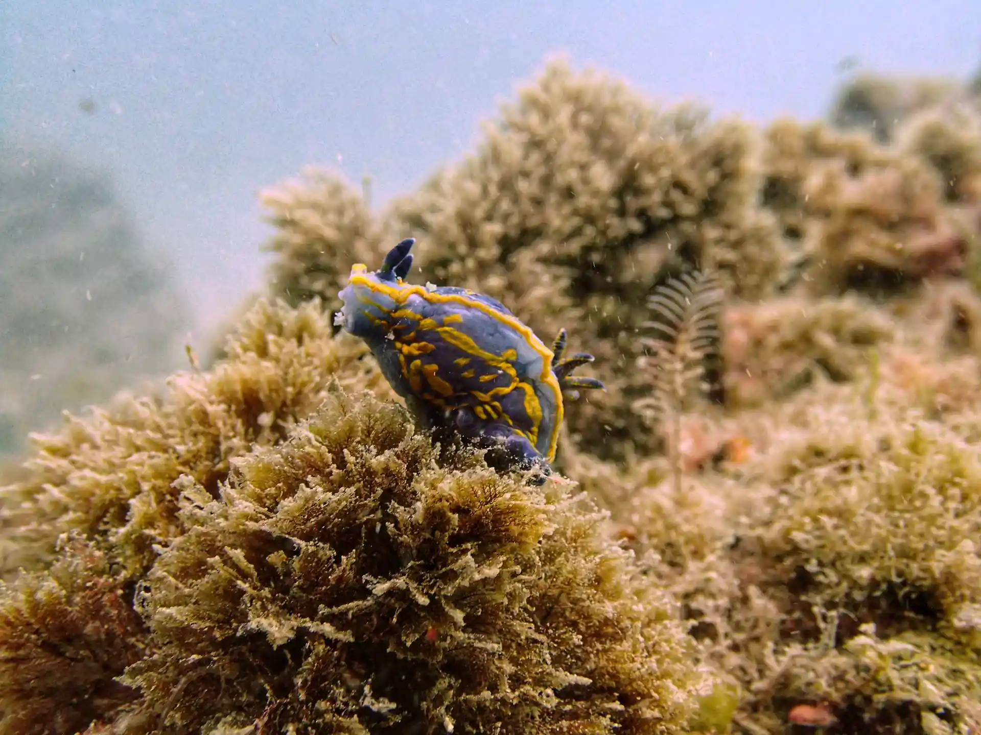 Foto van de duiklocatie