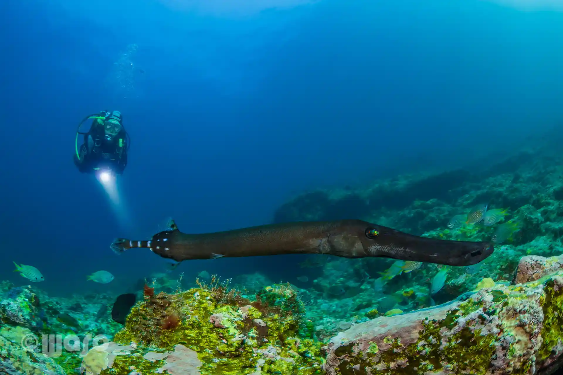 Dive site photo