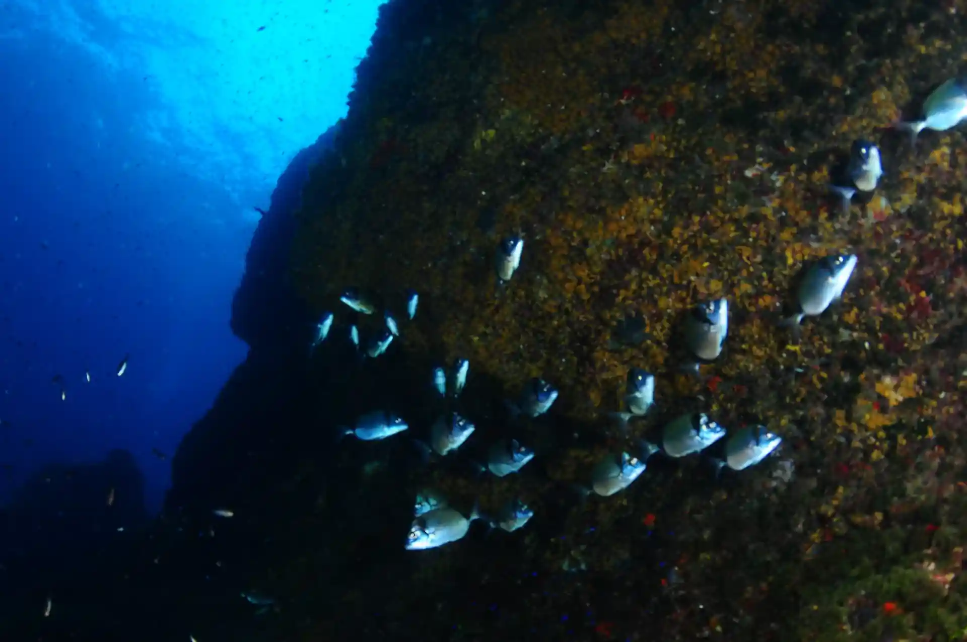 Foto del sitio de buceo