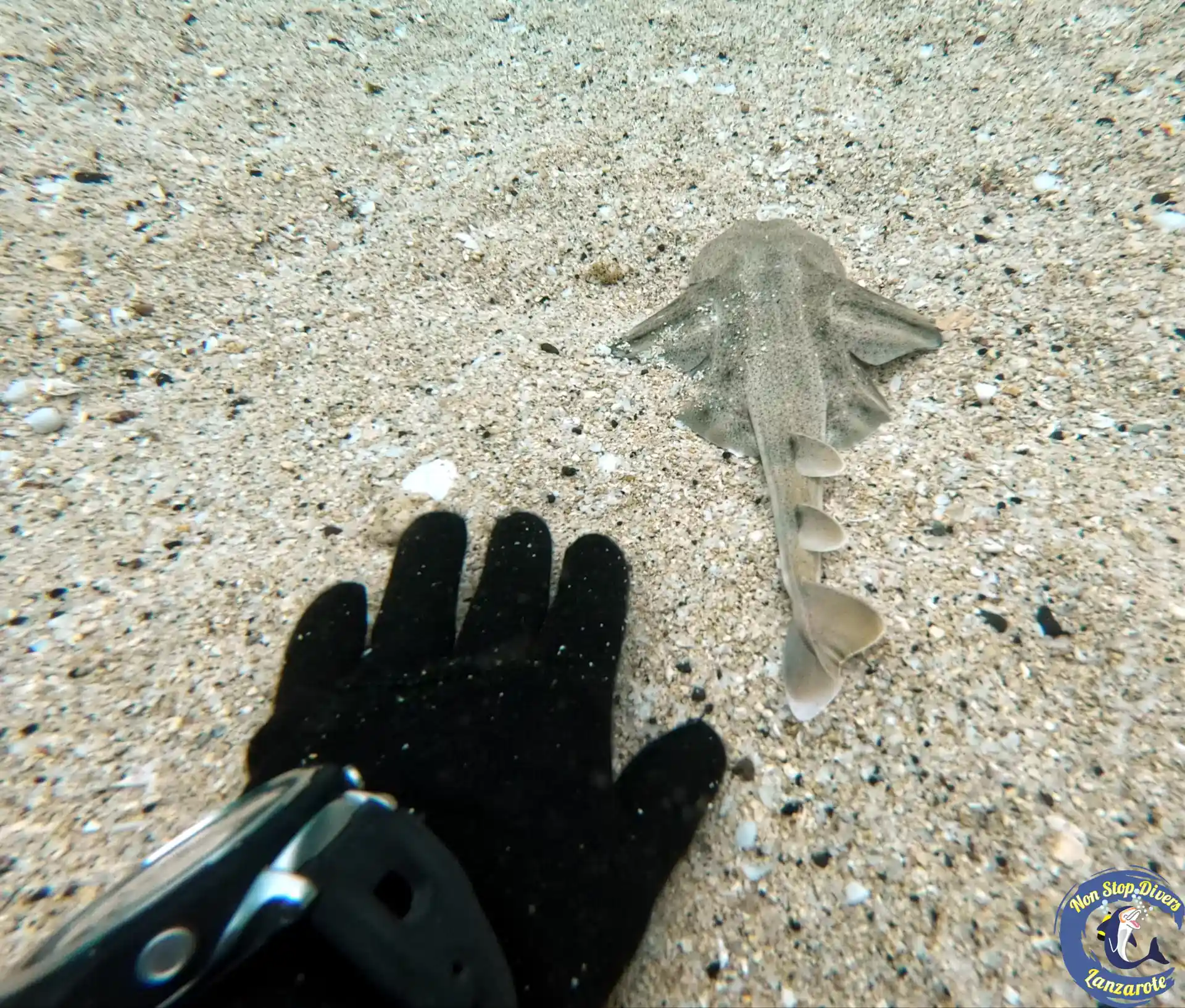 Angel Shark Baby