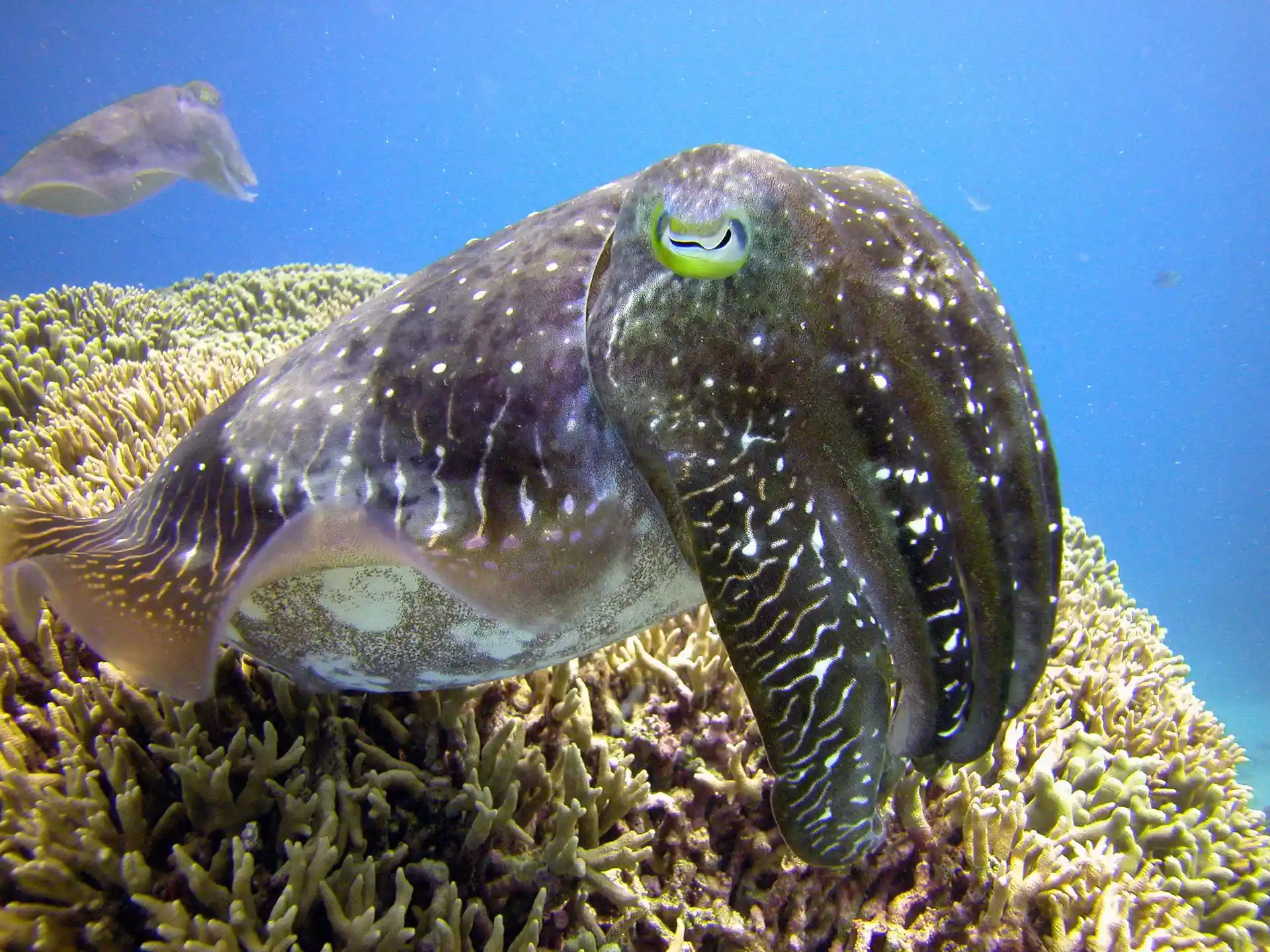 Dive site photo