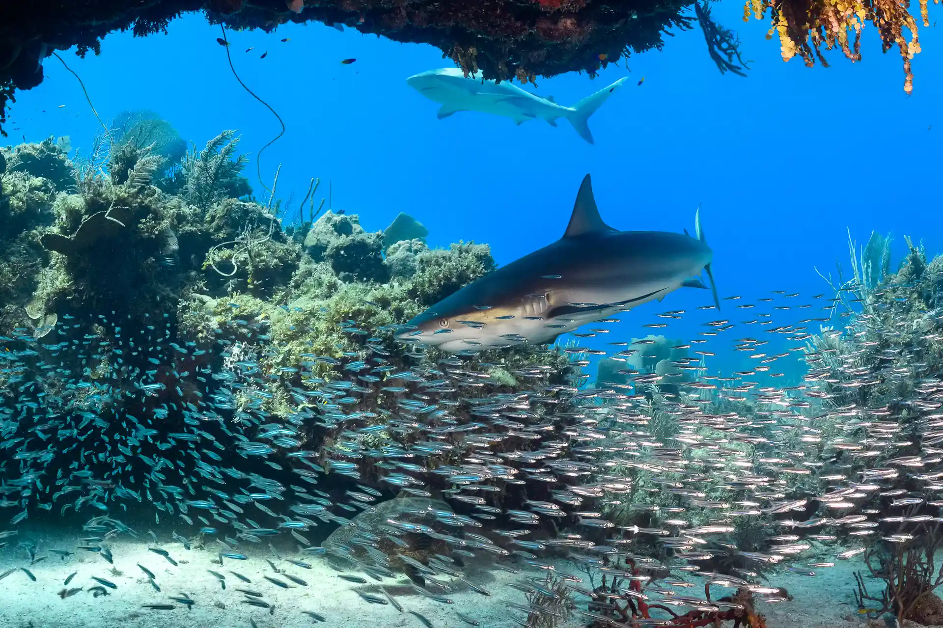 Foto de la tienda de buceo