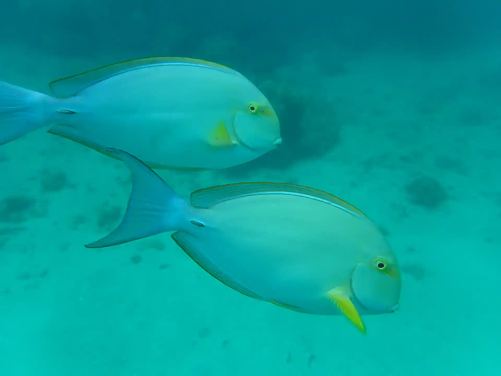 The Coral Garden in Mombasa Marine National Park is a premier snorkeling and diving destination featuring vibrant, shallow reef ecosystems teeming with over 250 species of fish, sea turtles, and hard/soft corals.