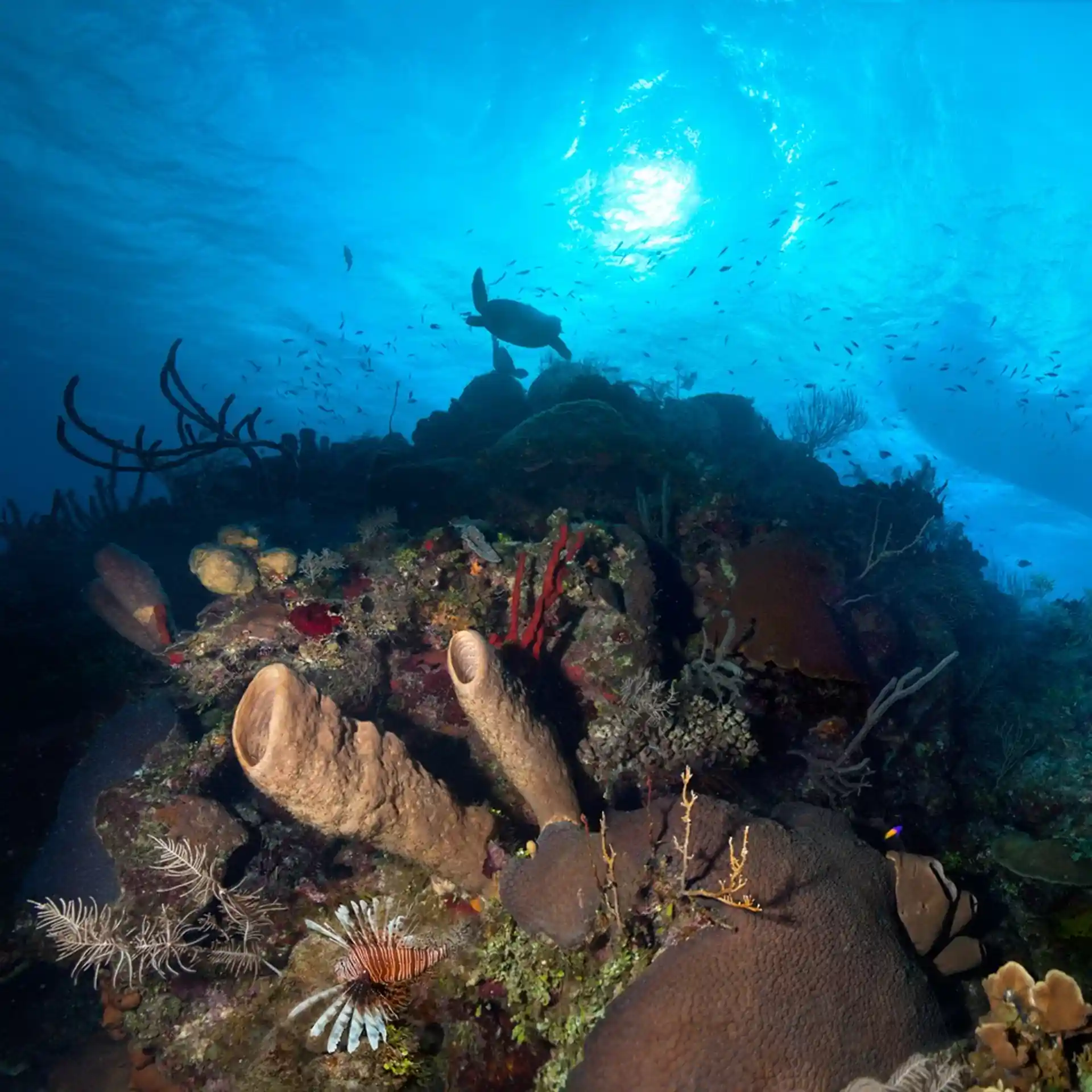 Dive site photo