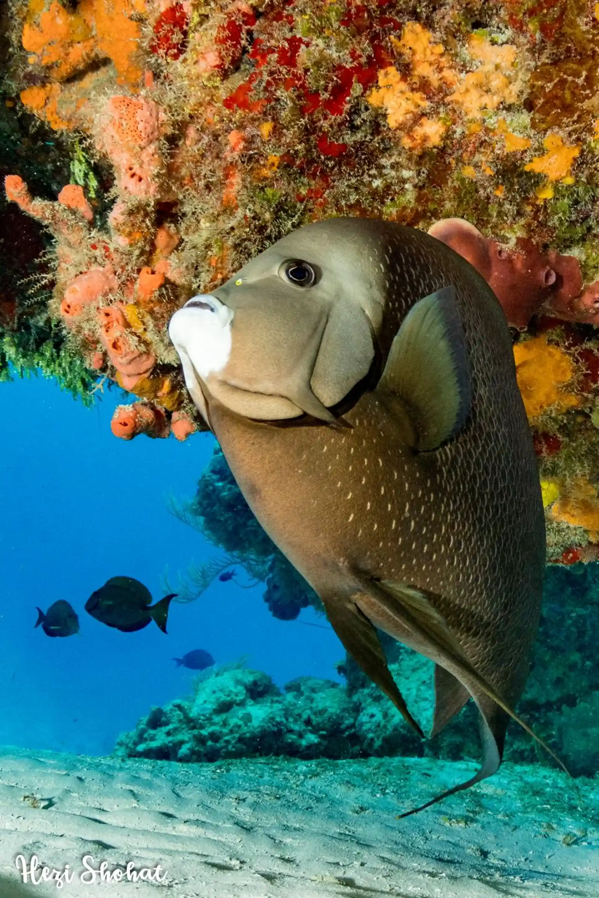 Dive site photo
