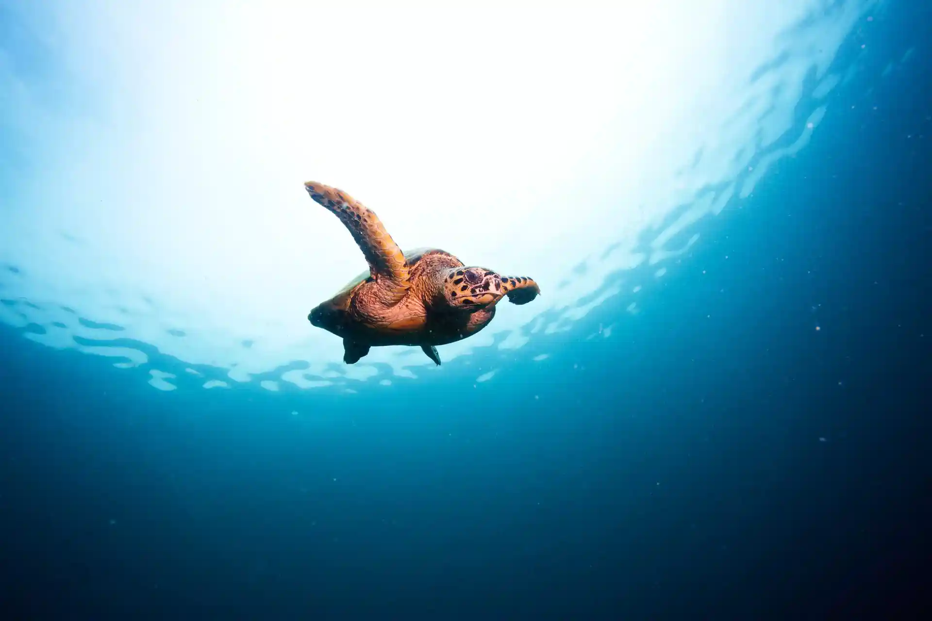 Foto del sitio de buceo