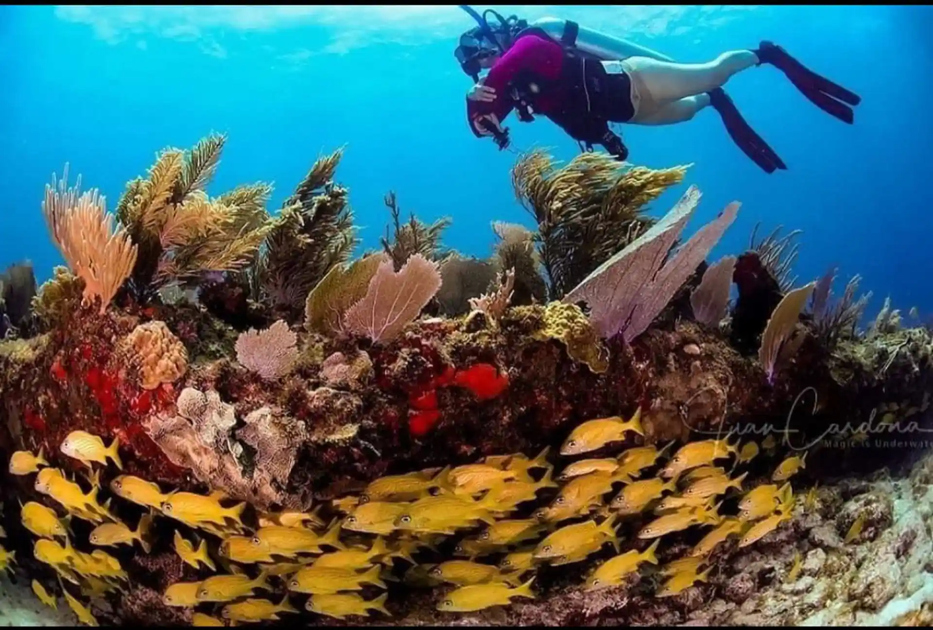 discovery scuba diving