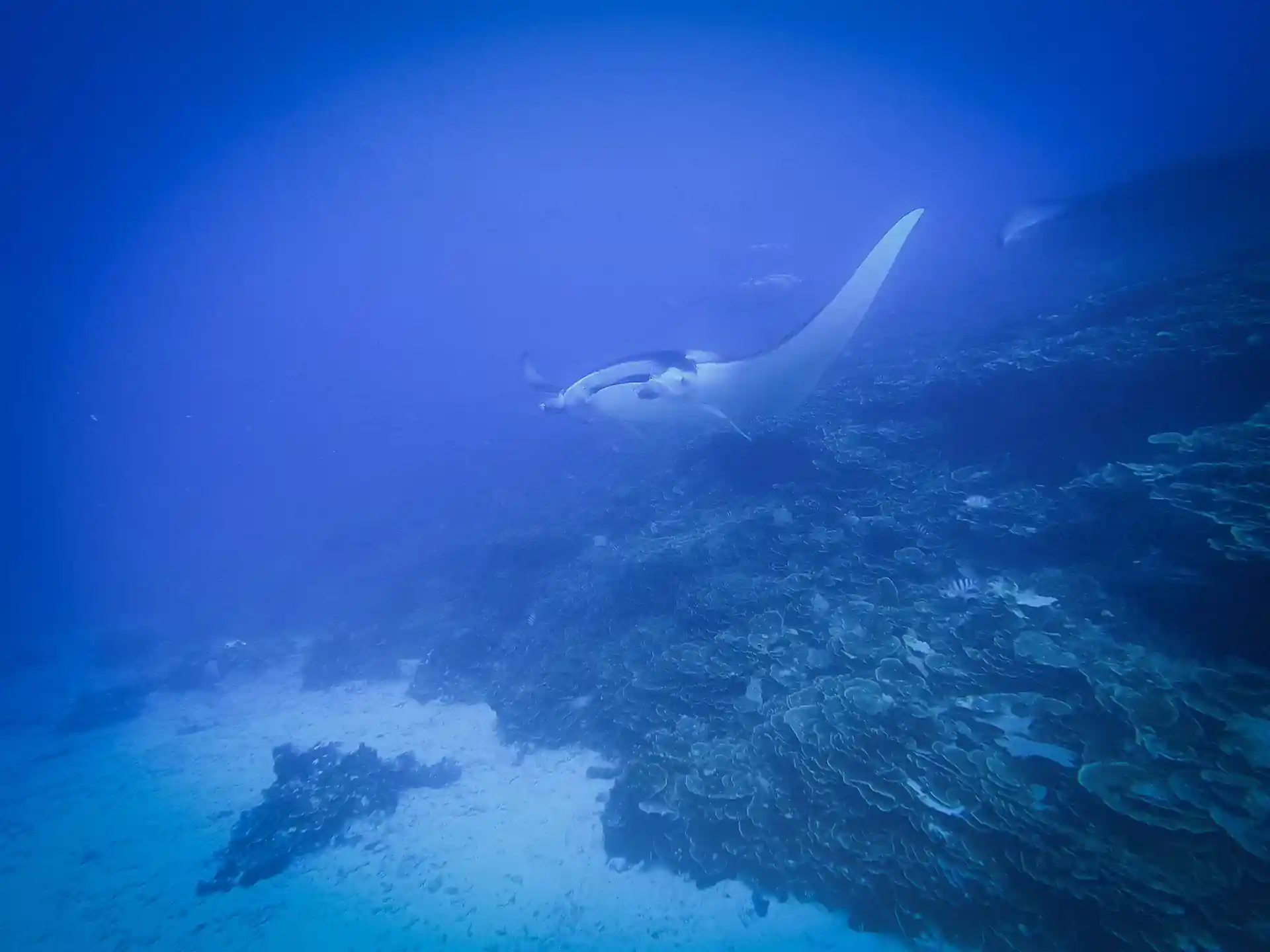 ダイビングサイトの写真