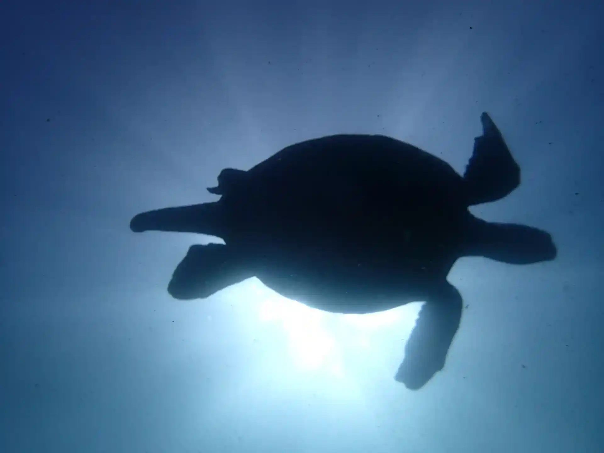 ダイビングサイトの写真