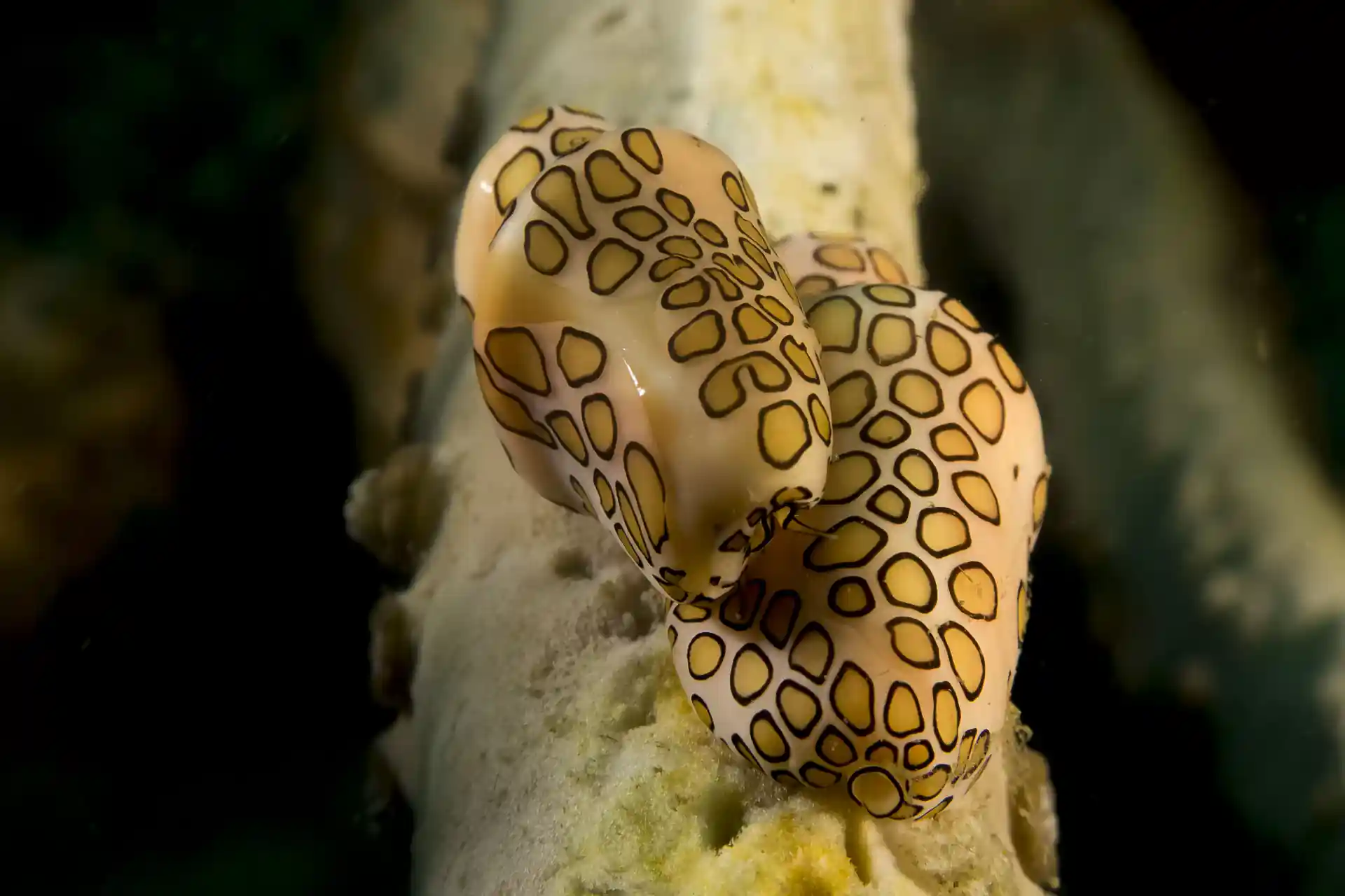 Langue de flamant rose.