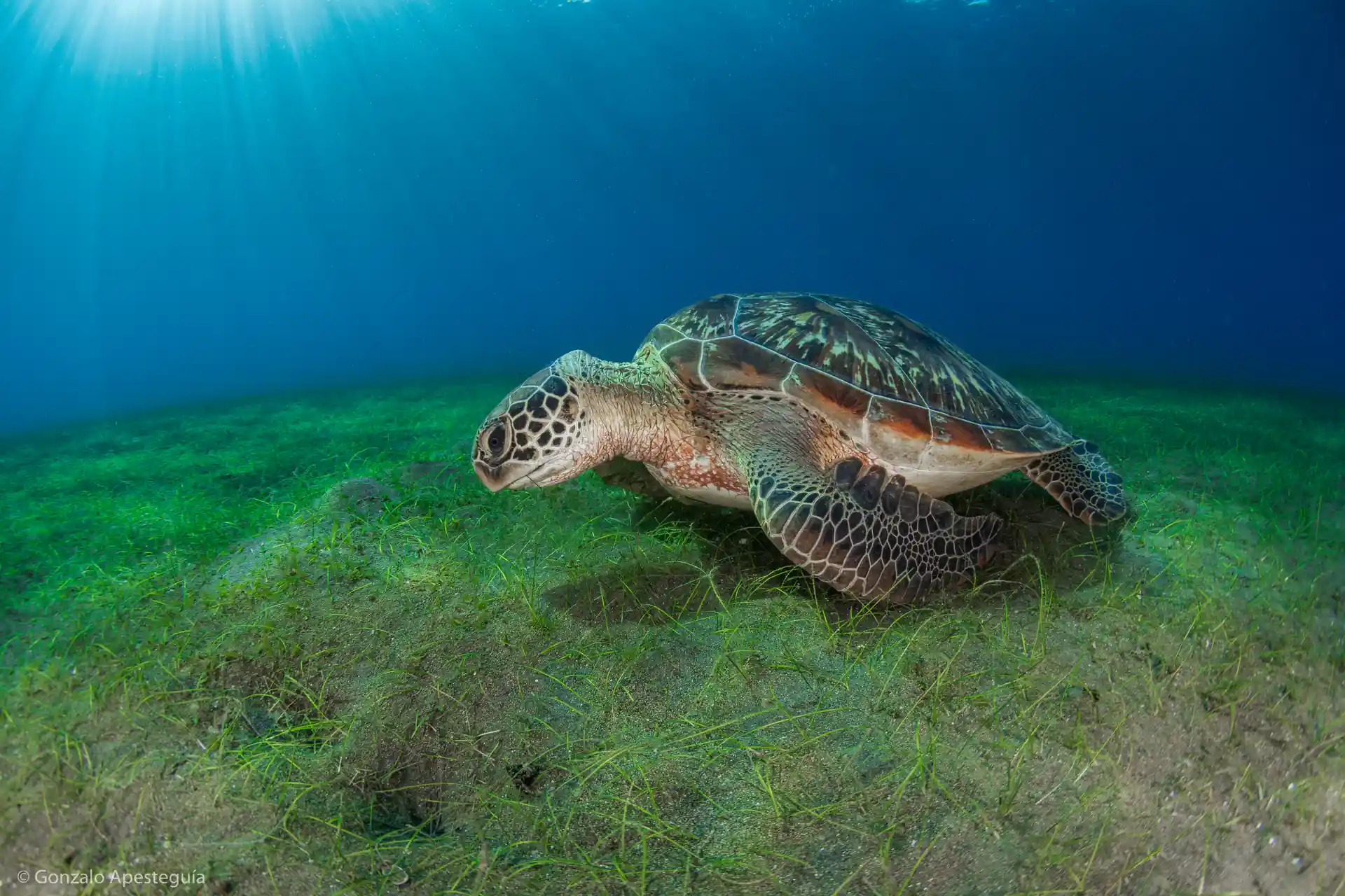 A turtle looking for a perfect piece of seagrass