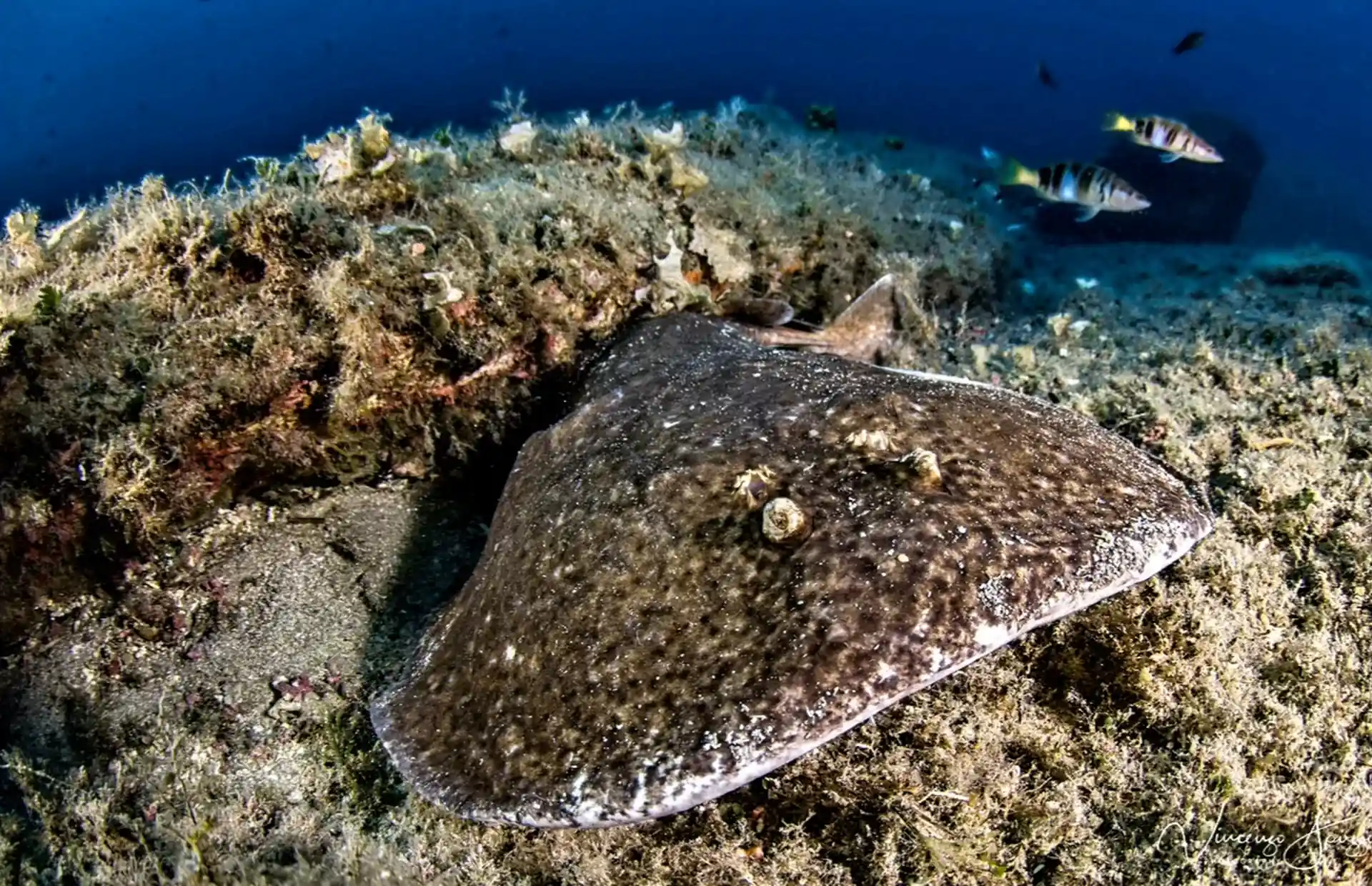 Rays are often spotted