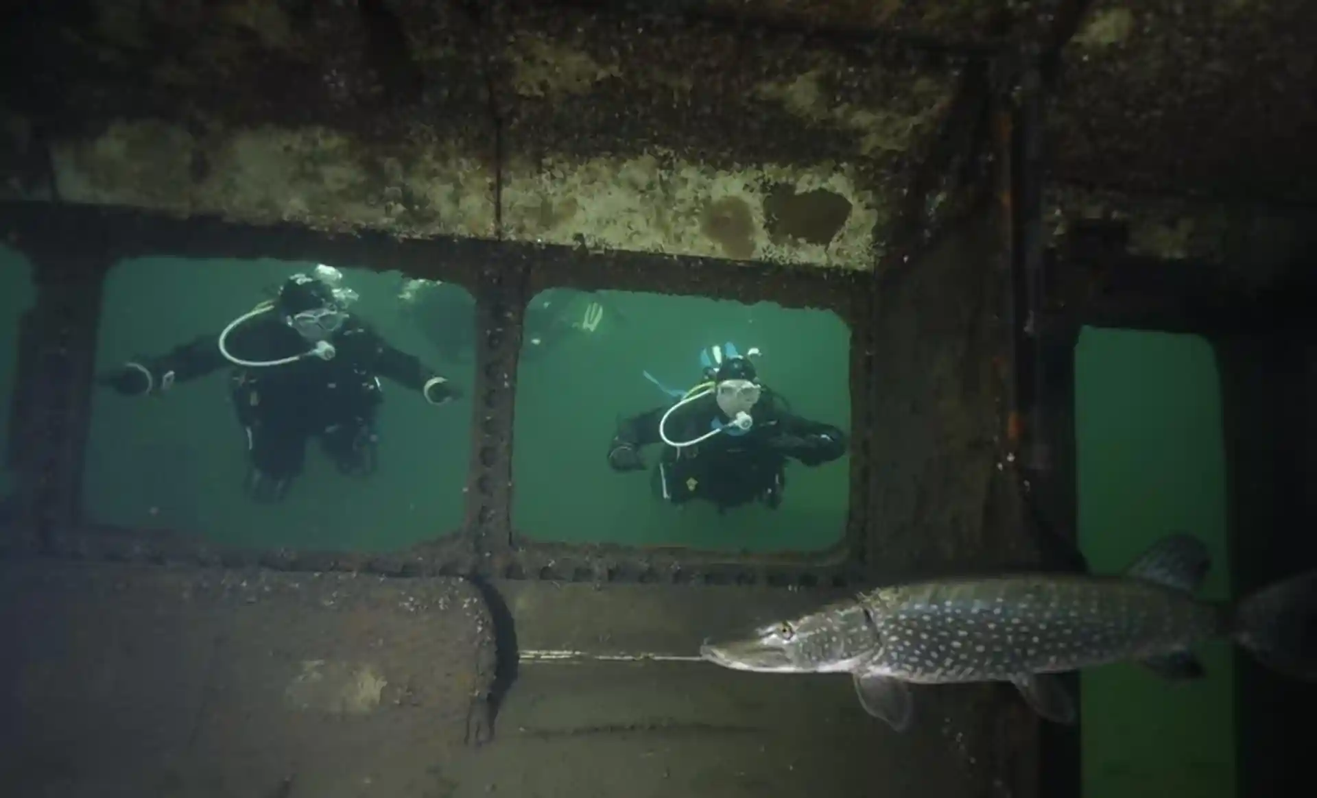 Observing a pike in the bus