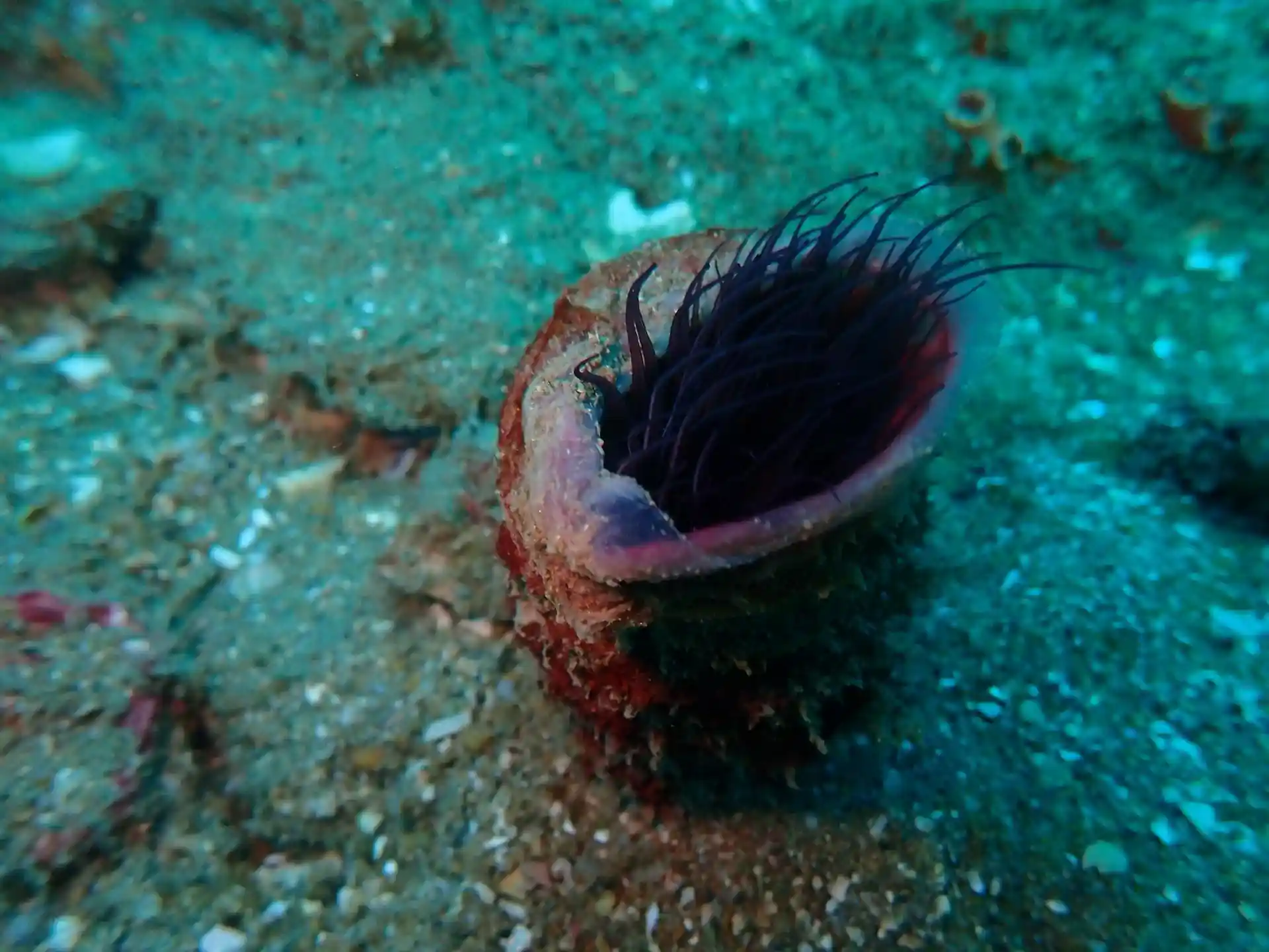 Dive site photo