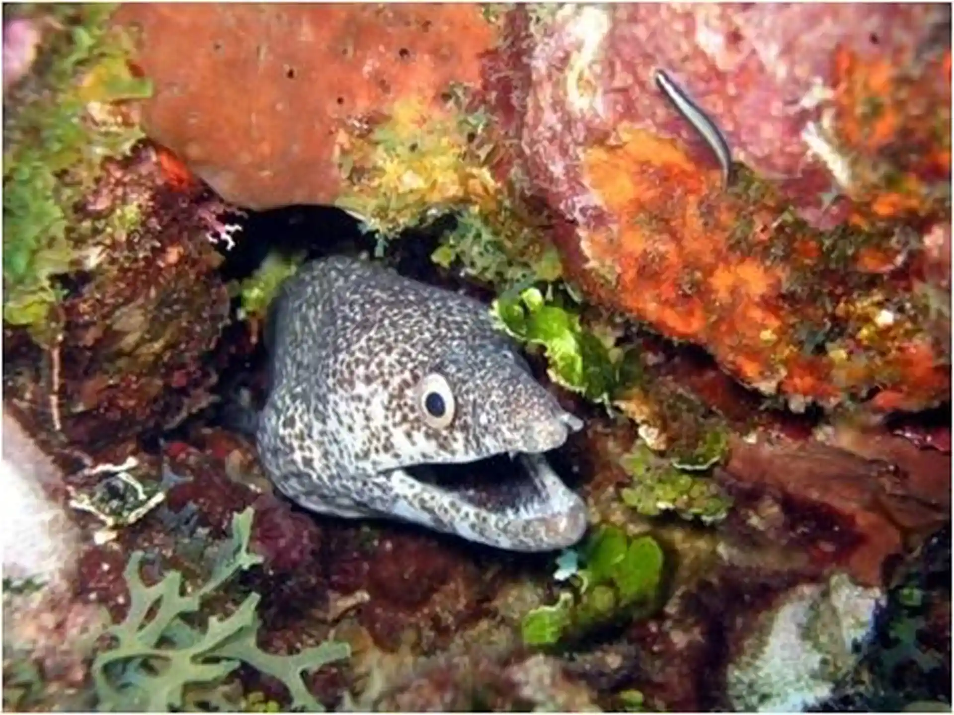 Spotted Moray Eel