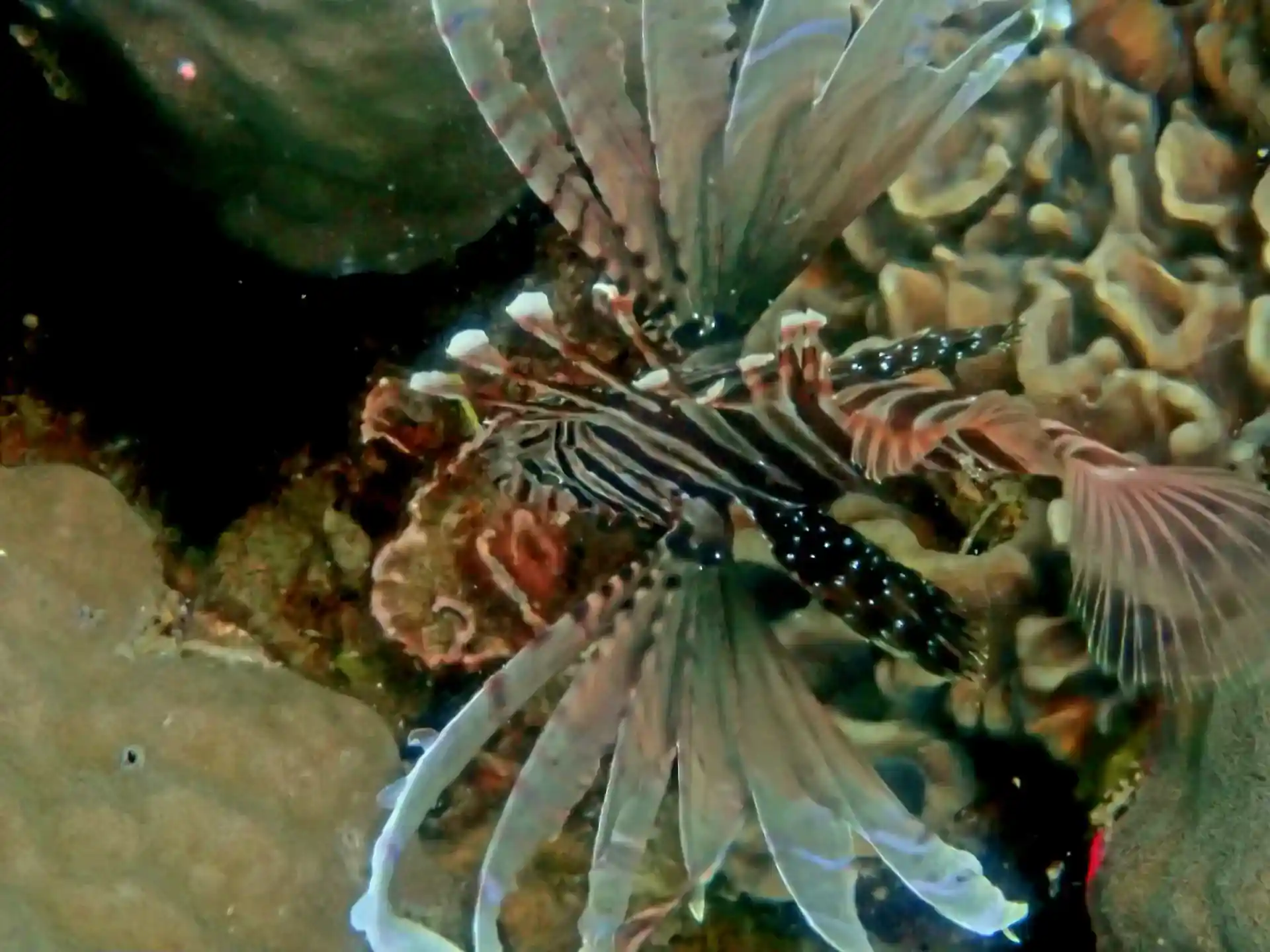 ダイビングサイトの写真