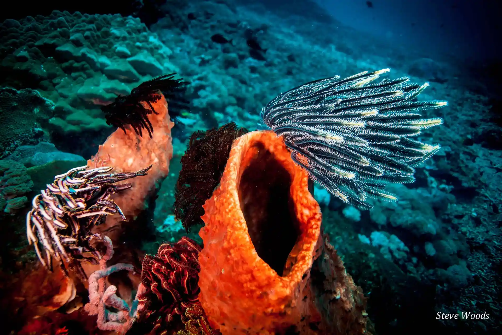 Dive site photo