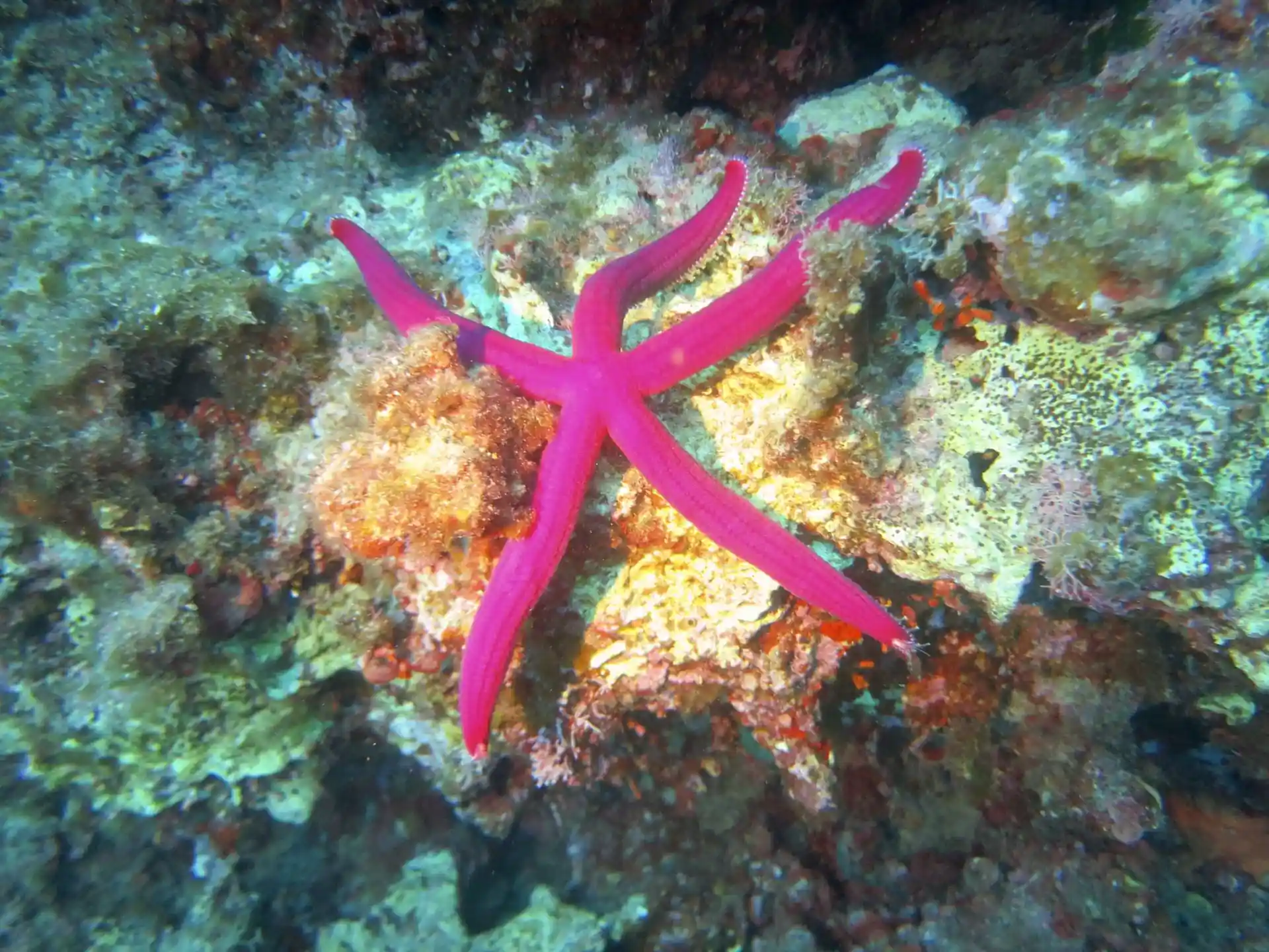 Foto del sitio de buceo