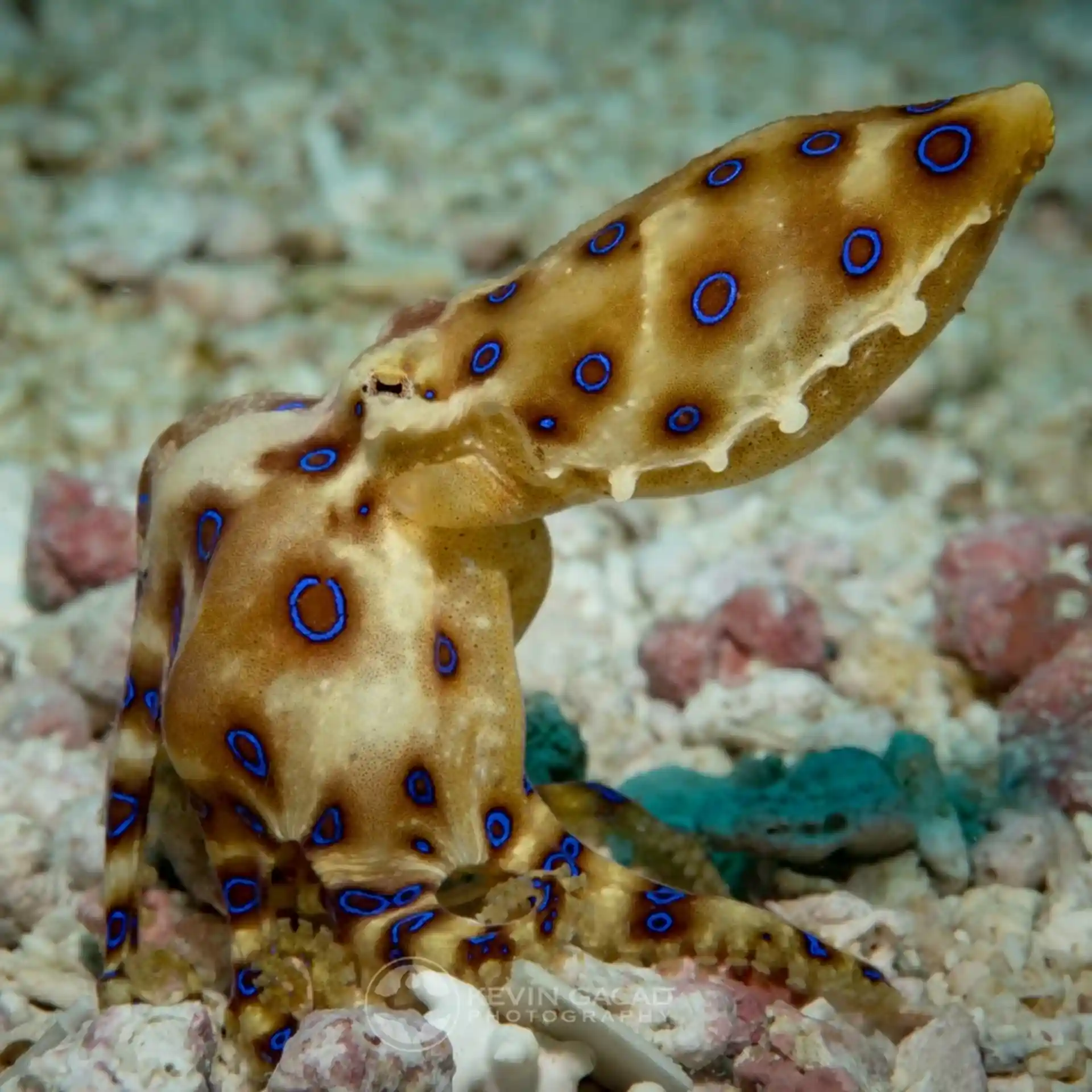Dive site photo