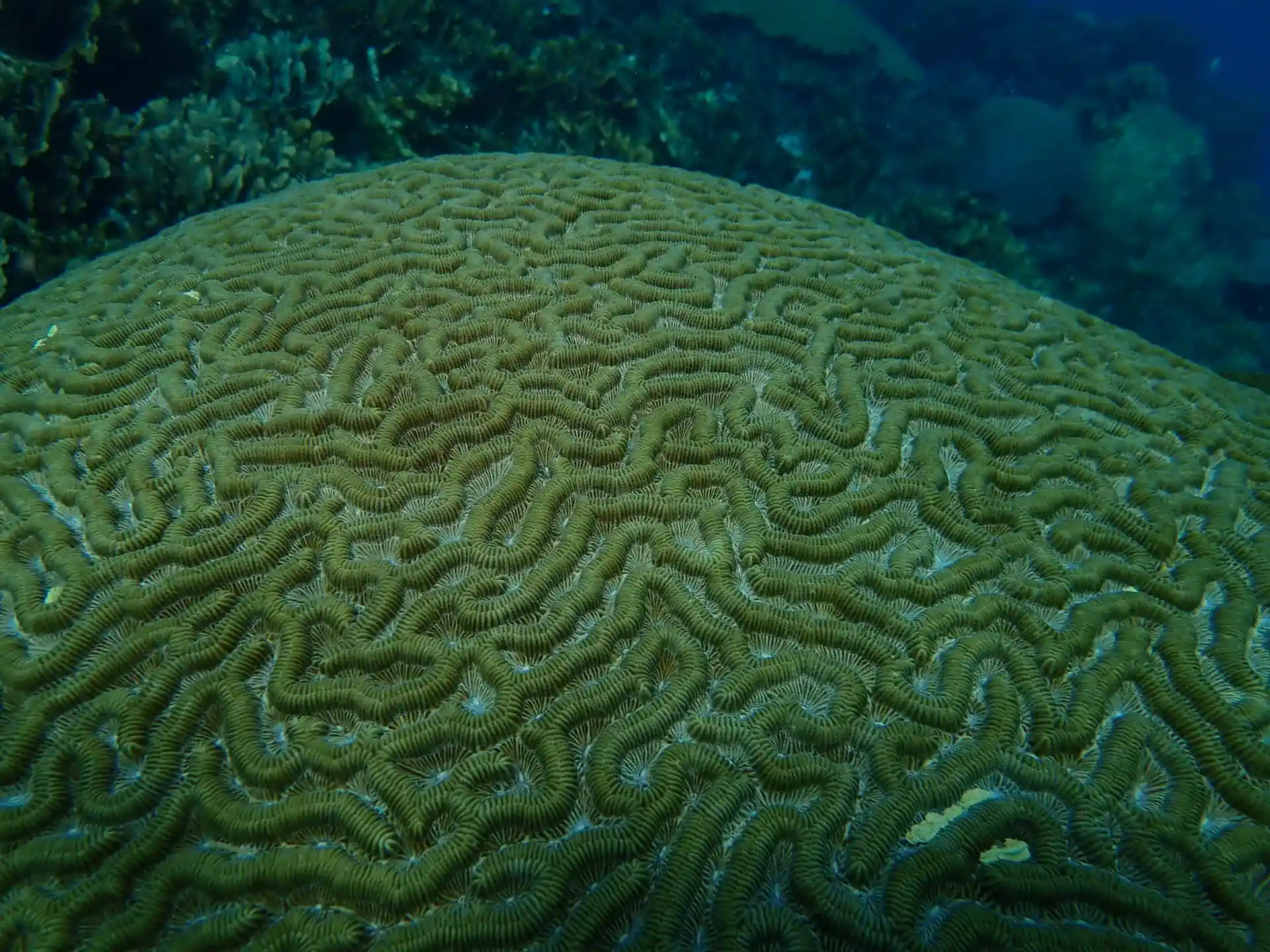 Dive site photo
