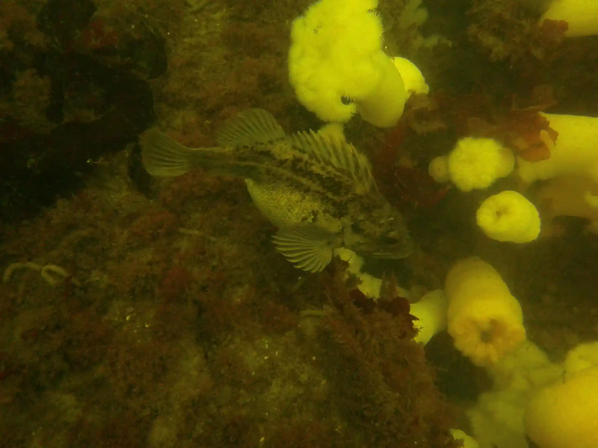 Dive site photo