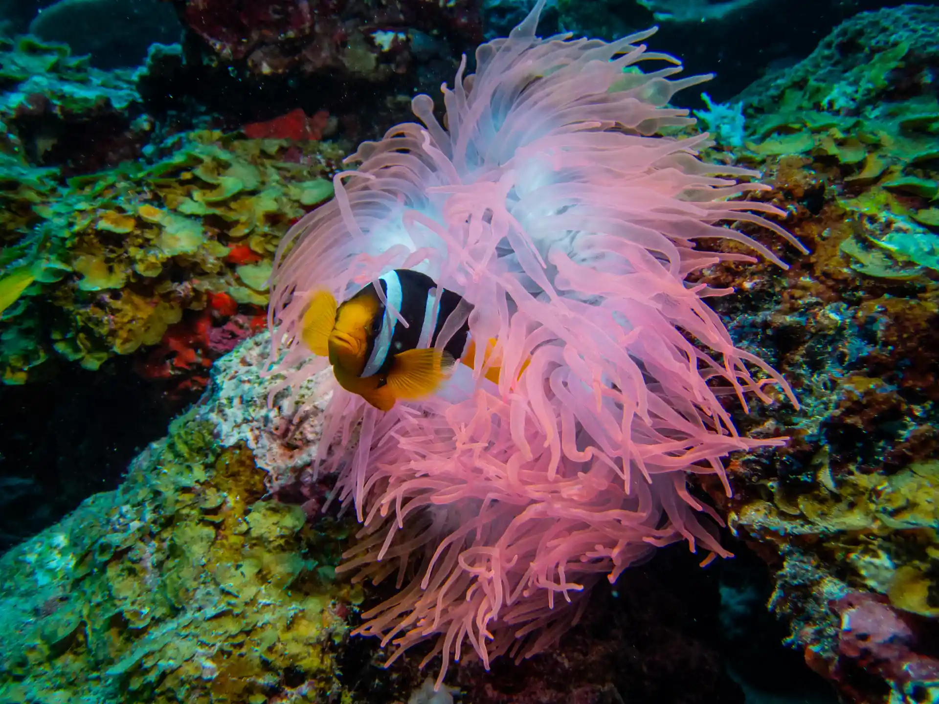 Dive shop photo