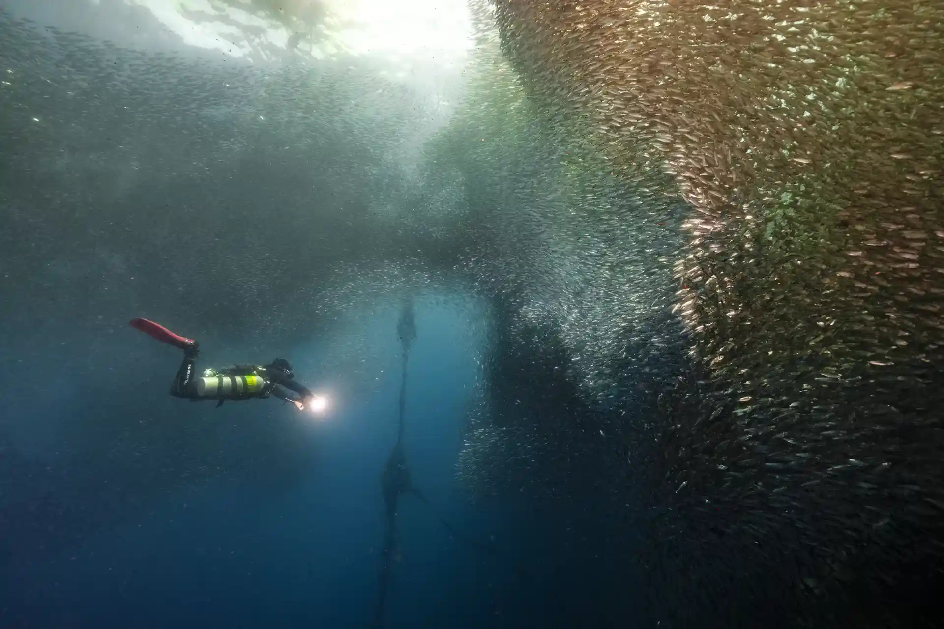 Immerse yourself in the breathtaking sight of a diver surrounded by a massive school of sardines at Amigo's Dive Center. Explore Moalboal's marine wonderland. #PADI #SCUBA #Moalboal #Cebu #Philippines