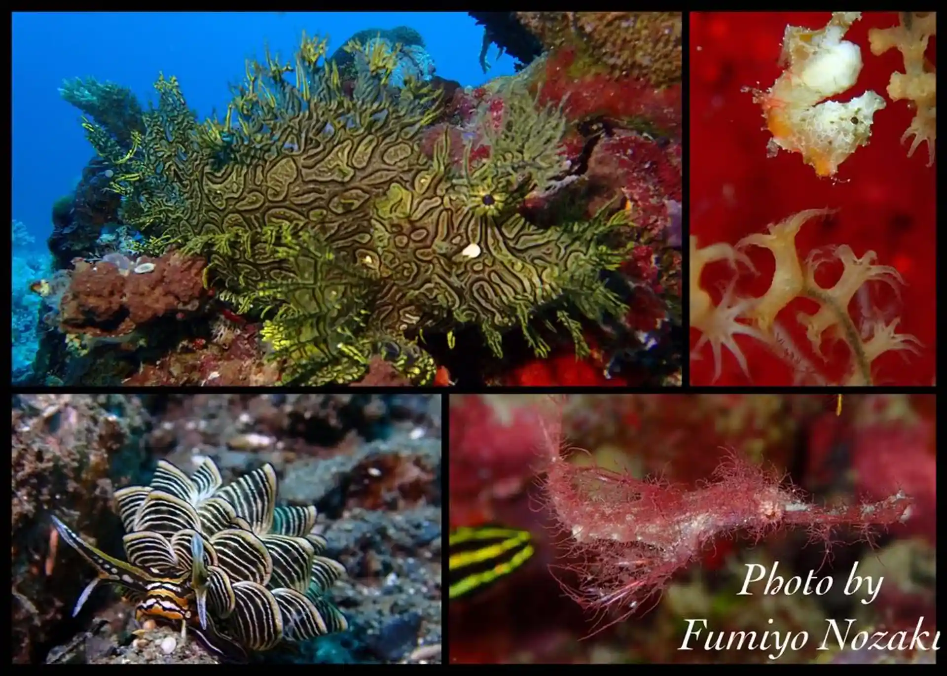 Dive site photo