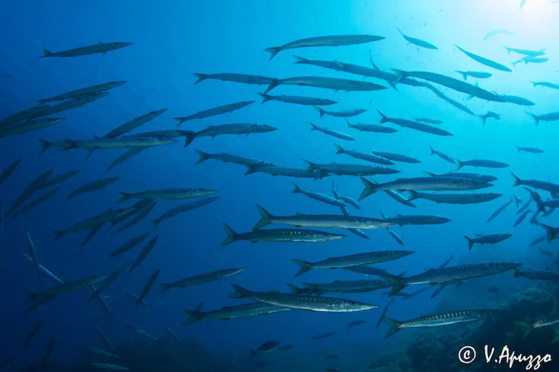 Marine parks, which means that a lot of fish can be seen in our dive sites