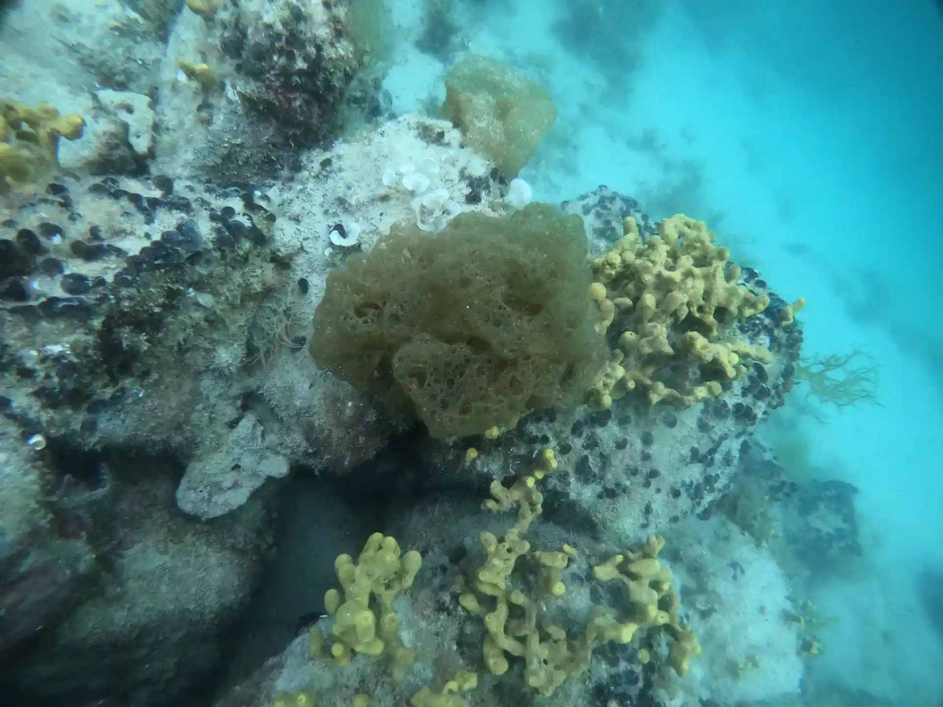 ダイビングサイトの写真