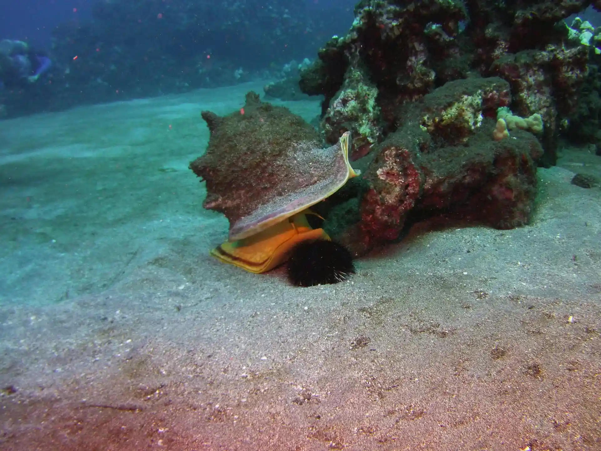 Dive site photo