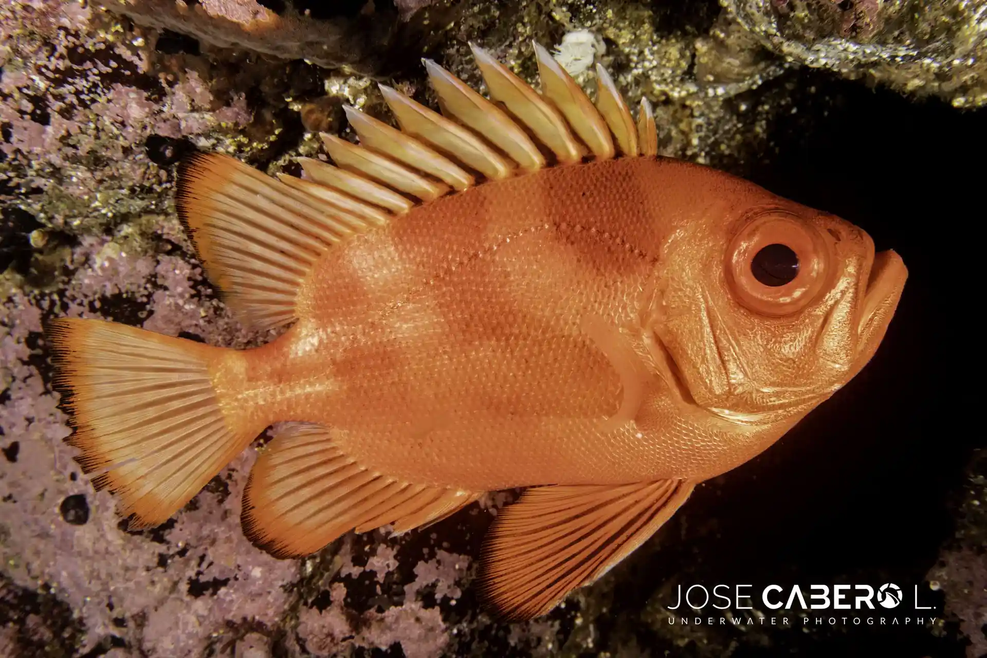 Foto del sitio de buceo