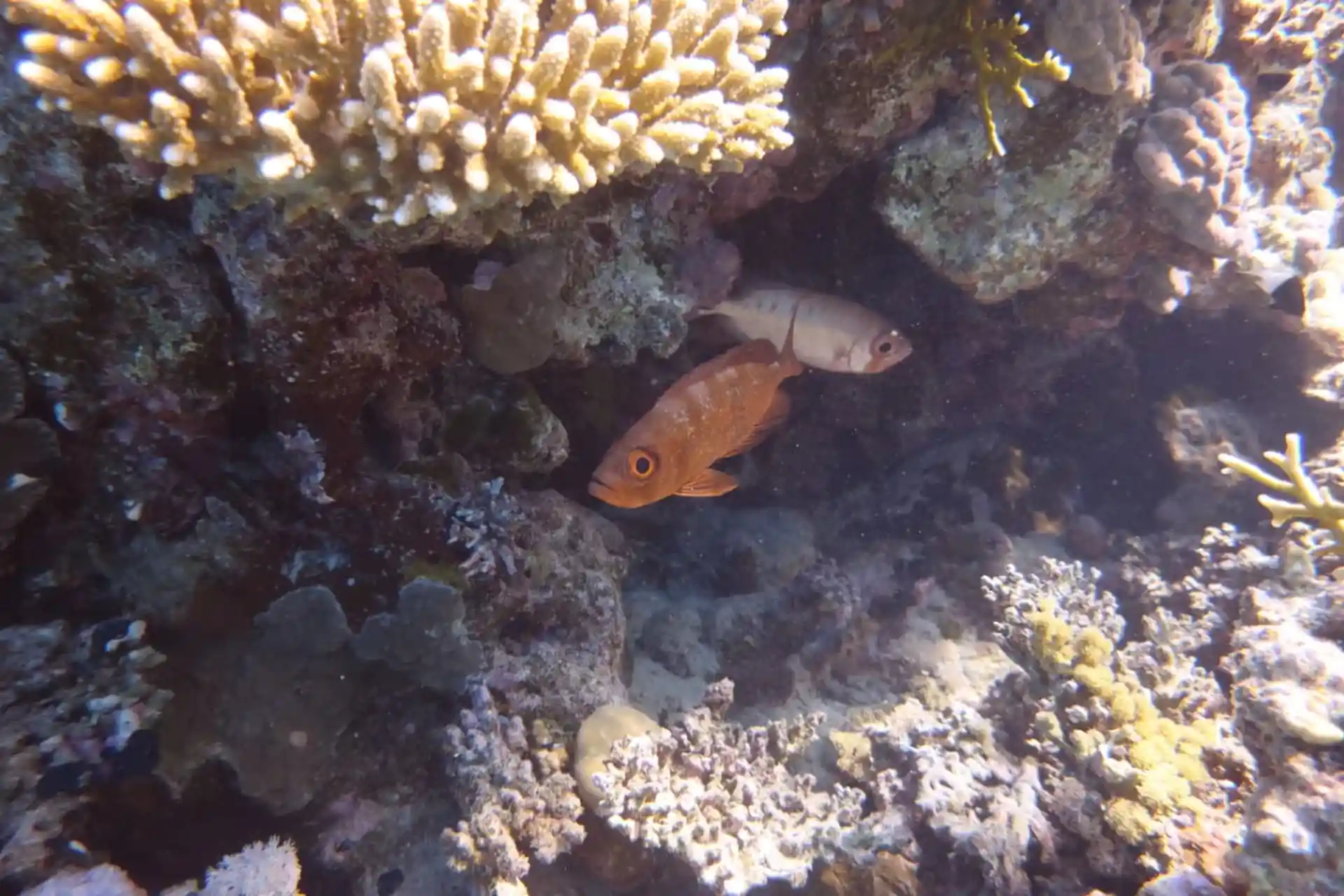 Dive site photo