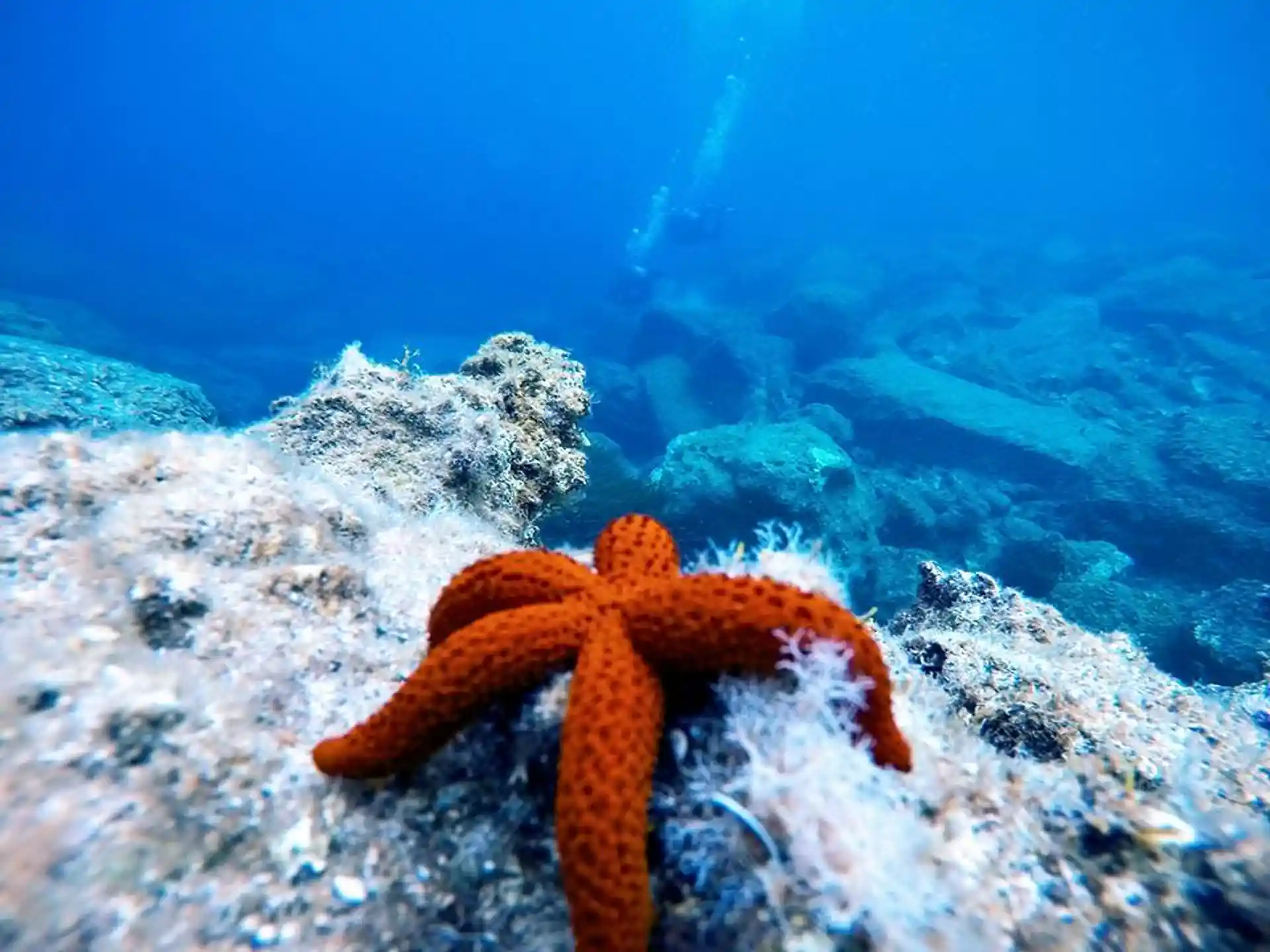 Photo du site de plongée