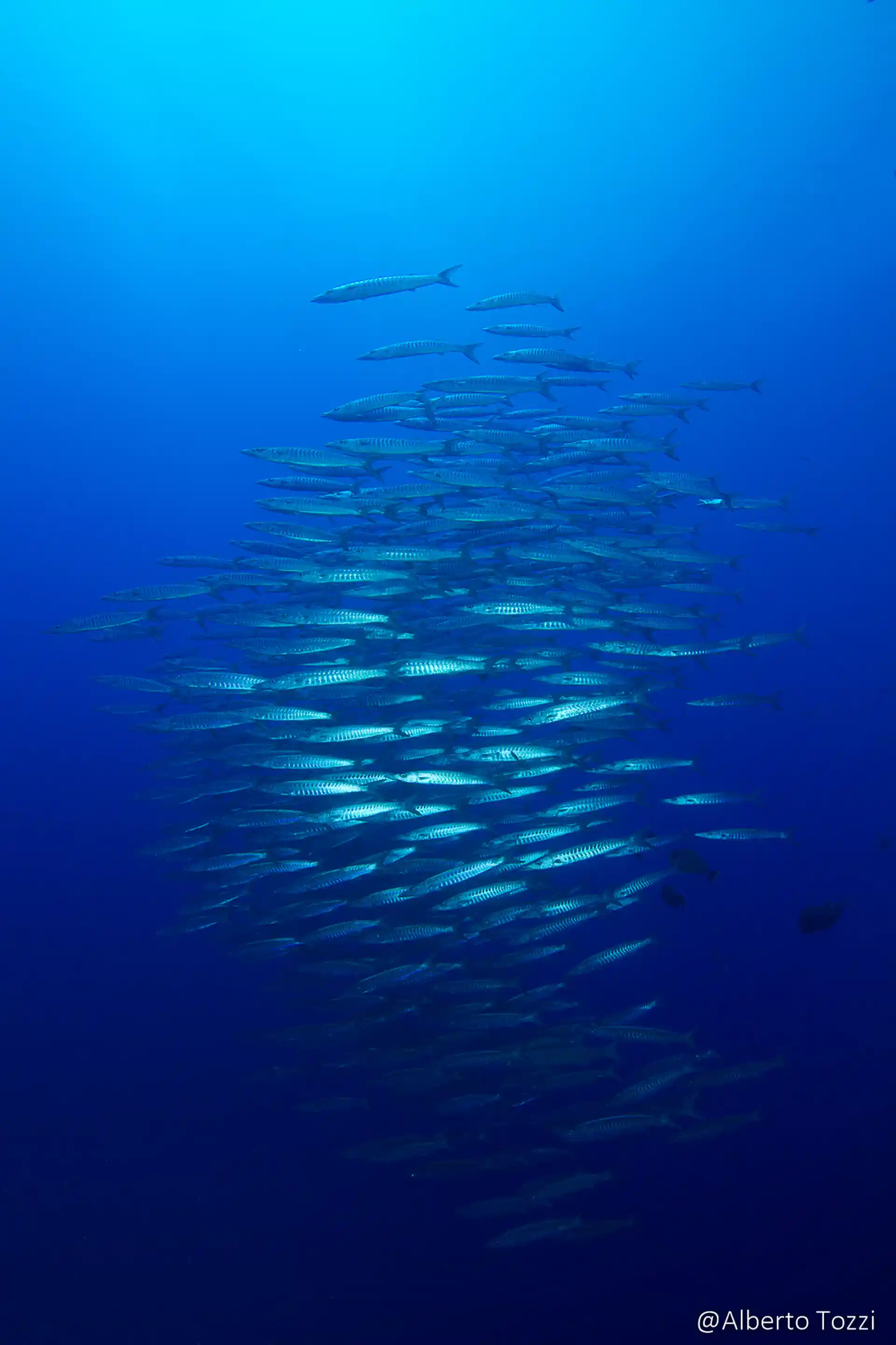 Dive shop photo