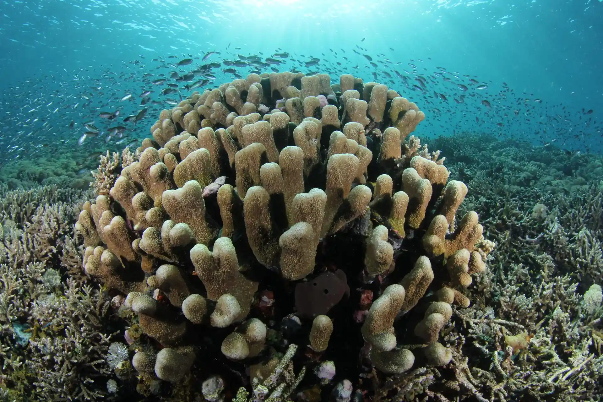 Dive site photo
