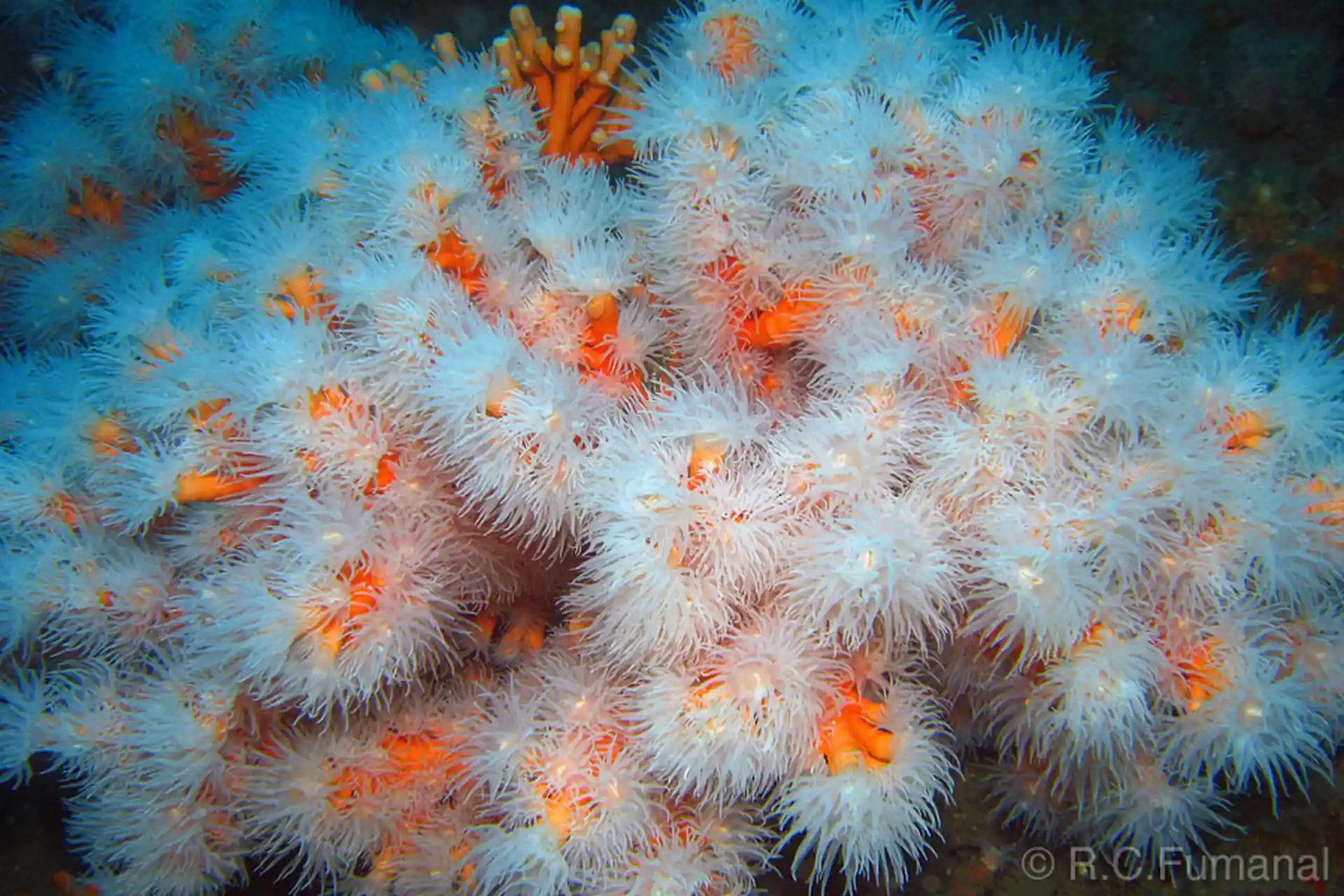 Foto del sitio de buceo