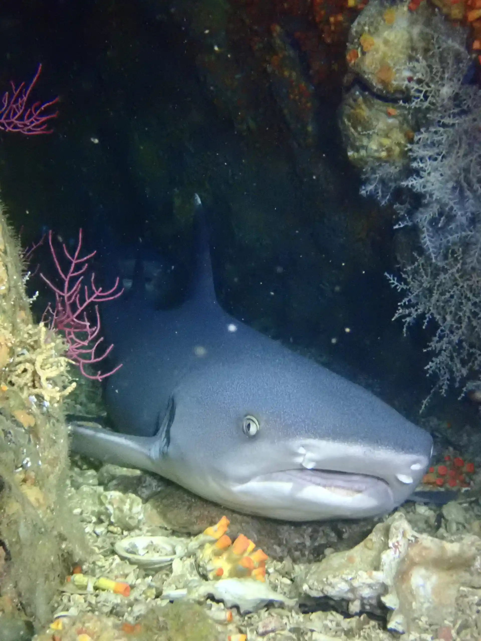 Foto de la tienda de buceo