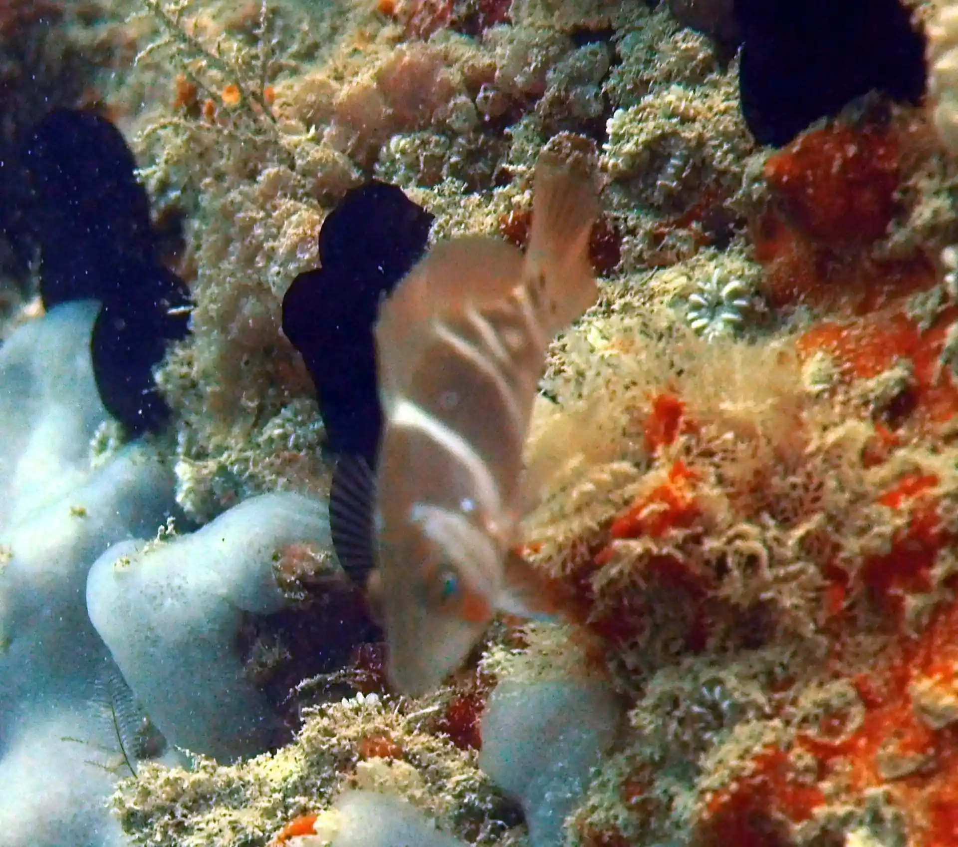 Dive site photo