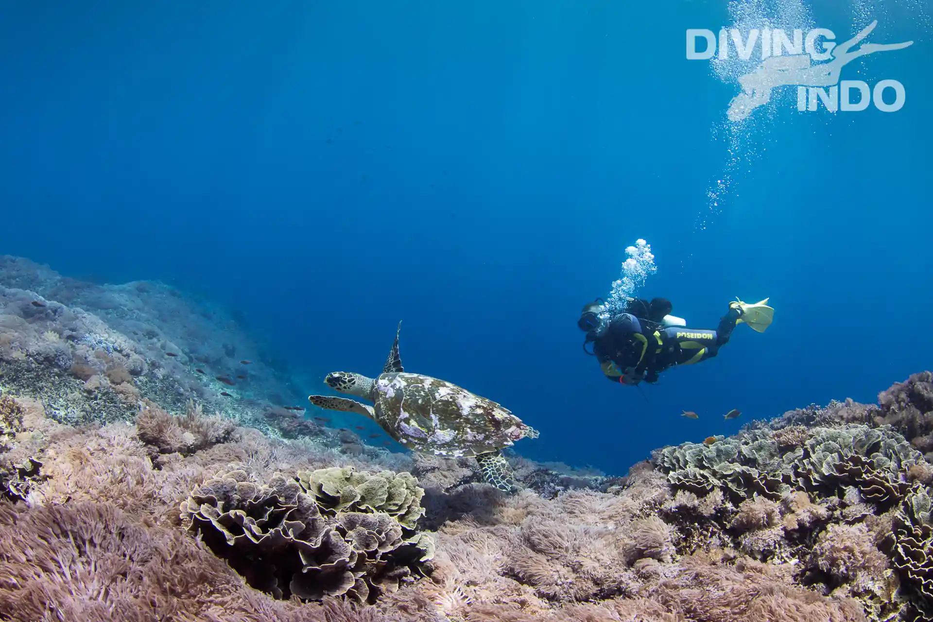 Padang Bai is the best place in Bali to see turtles.