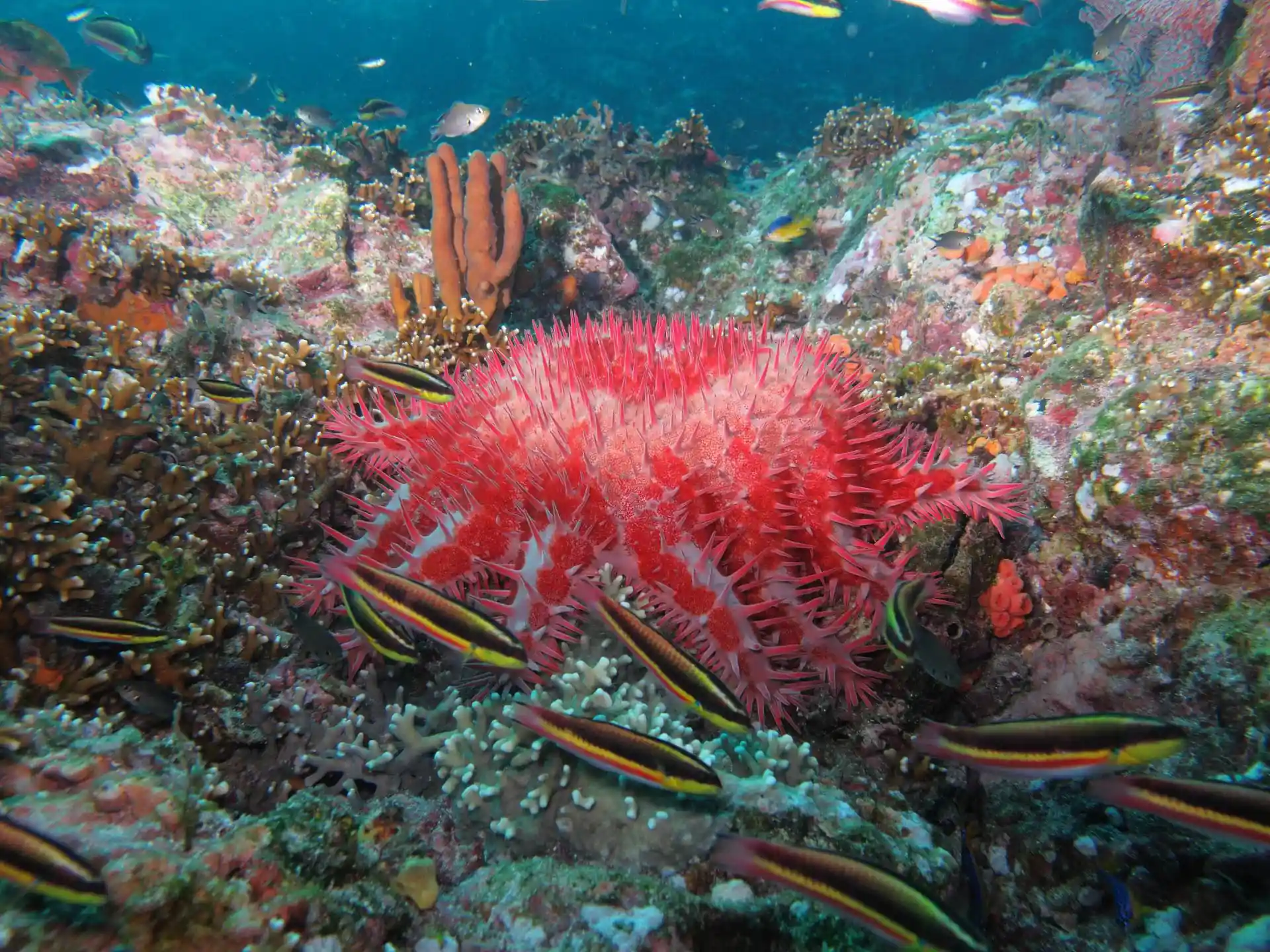 Dive site photo