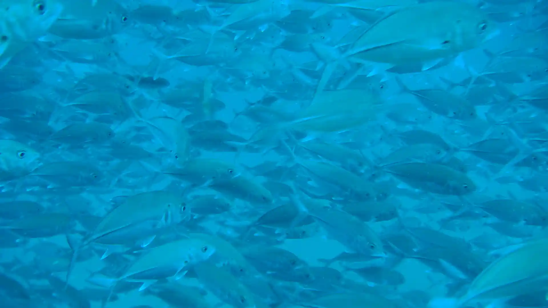 Dive site photo