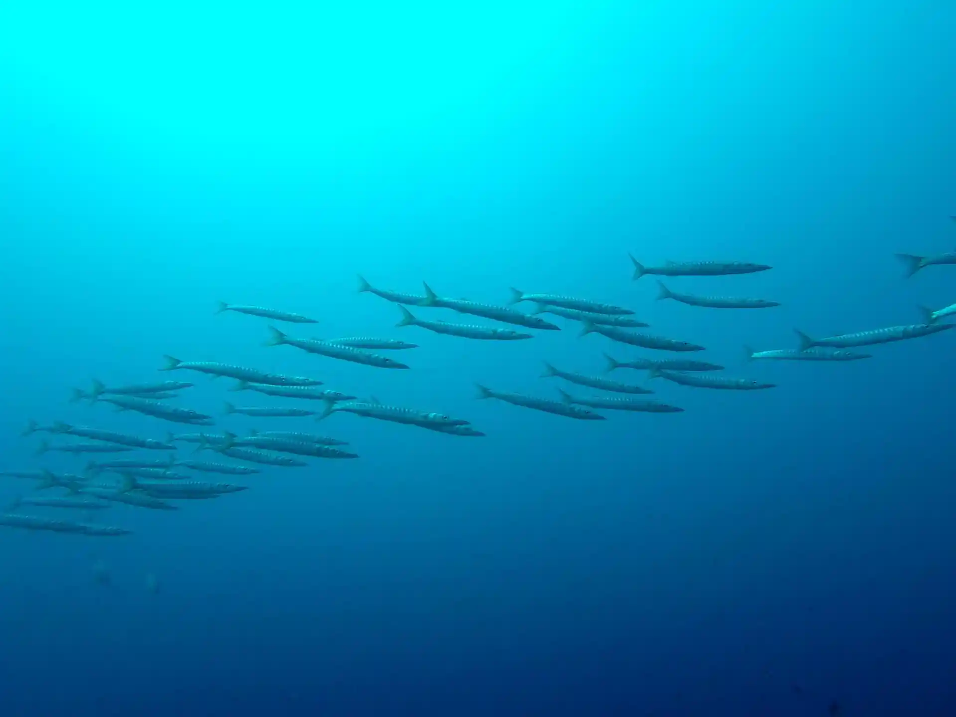 다이빙 포인트 사진